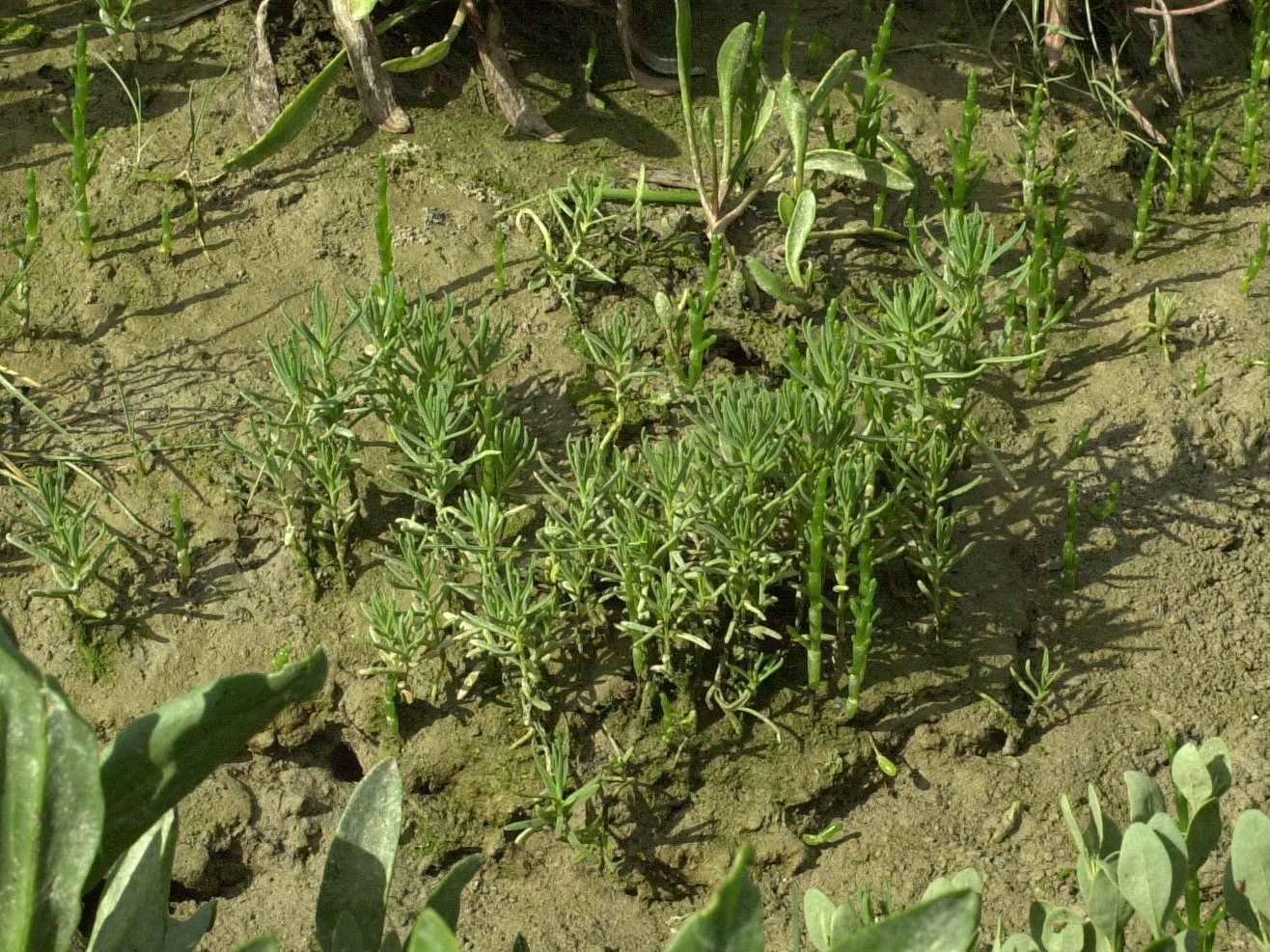 Afficher le média suaeda_maritima1md suaeda_maritima1md