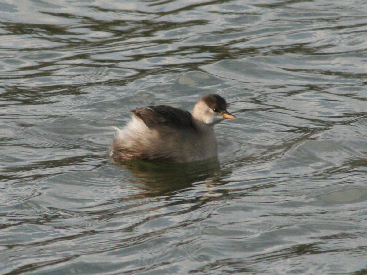 Tachybaptus_ruficollis