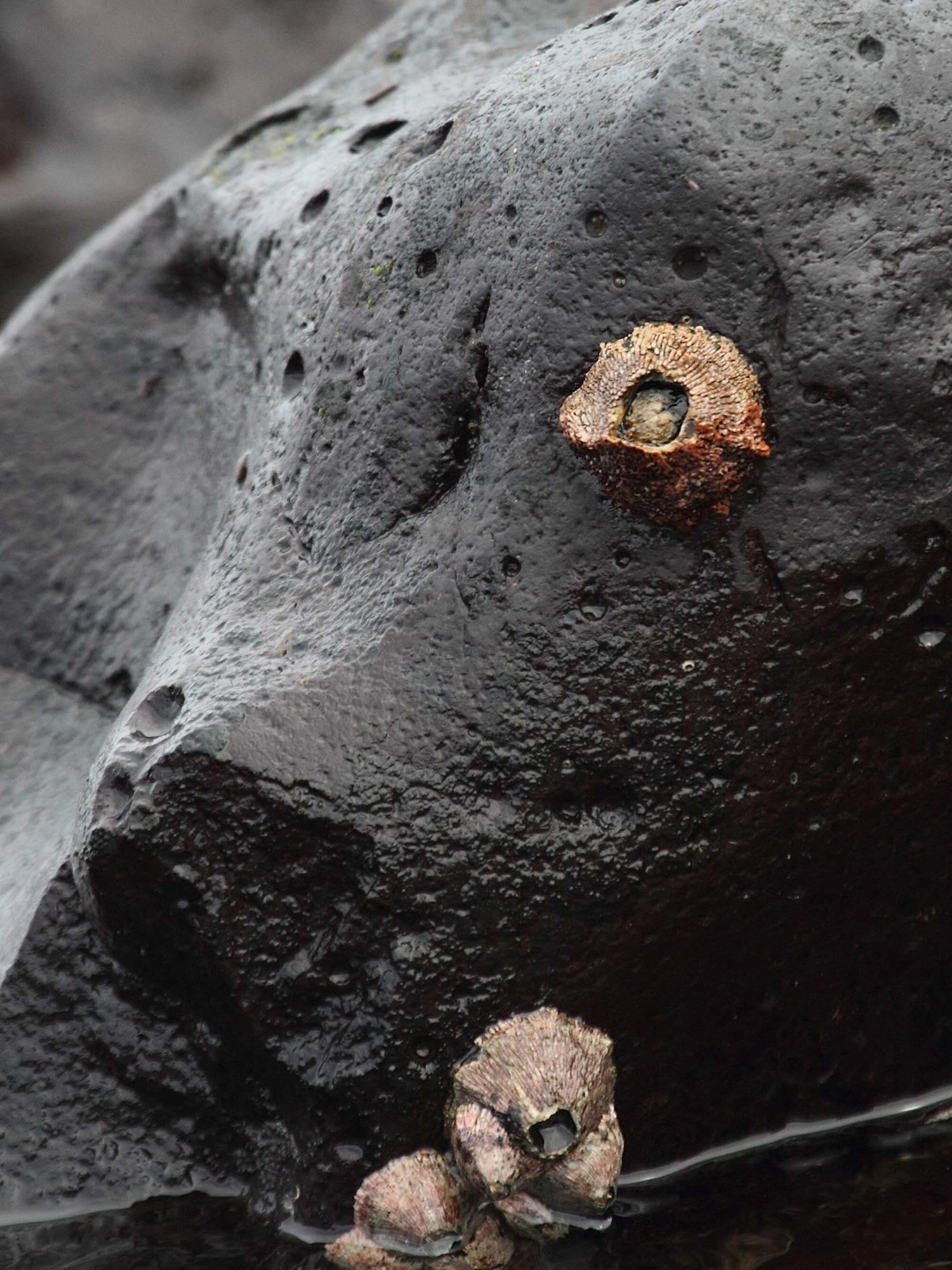 tetraclita_squamosa1bd