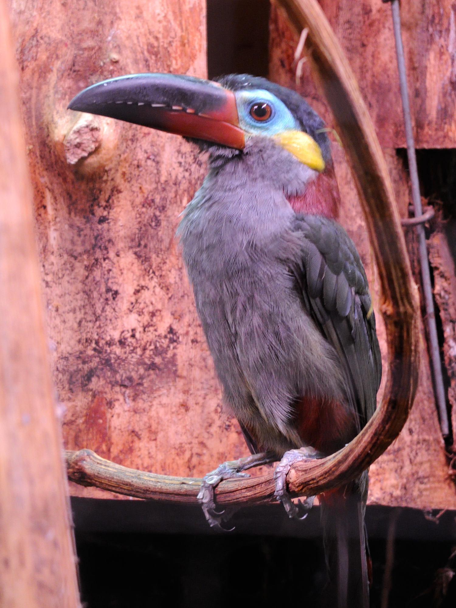 toucanet_koulik_-_selenidera_piperivora1md