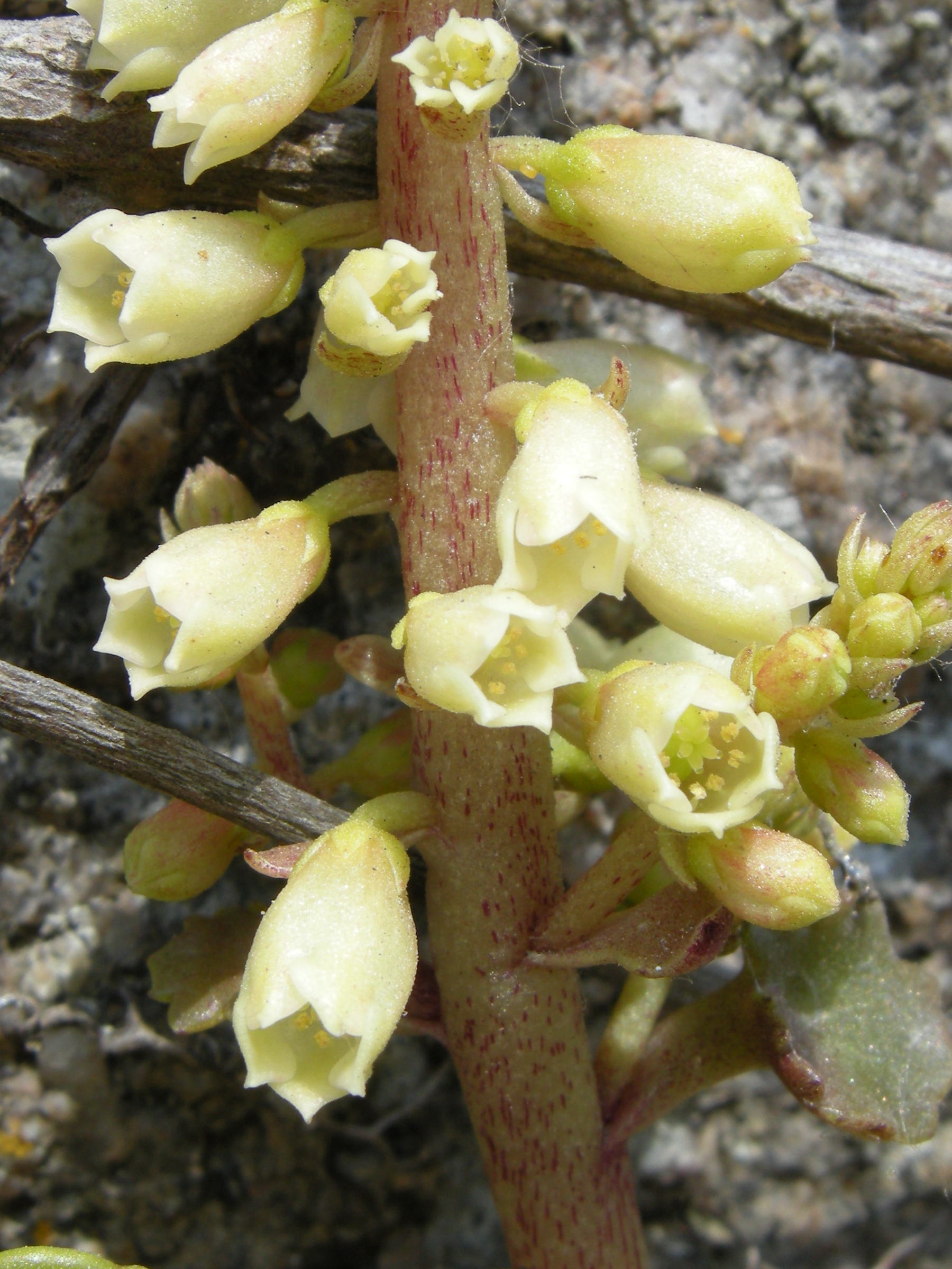 umbilicus_rupestris4md