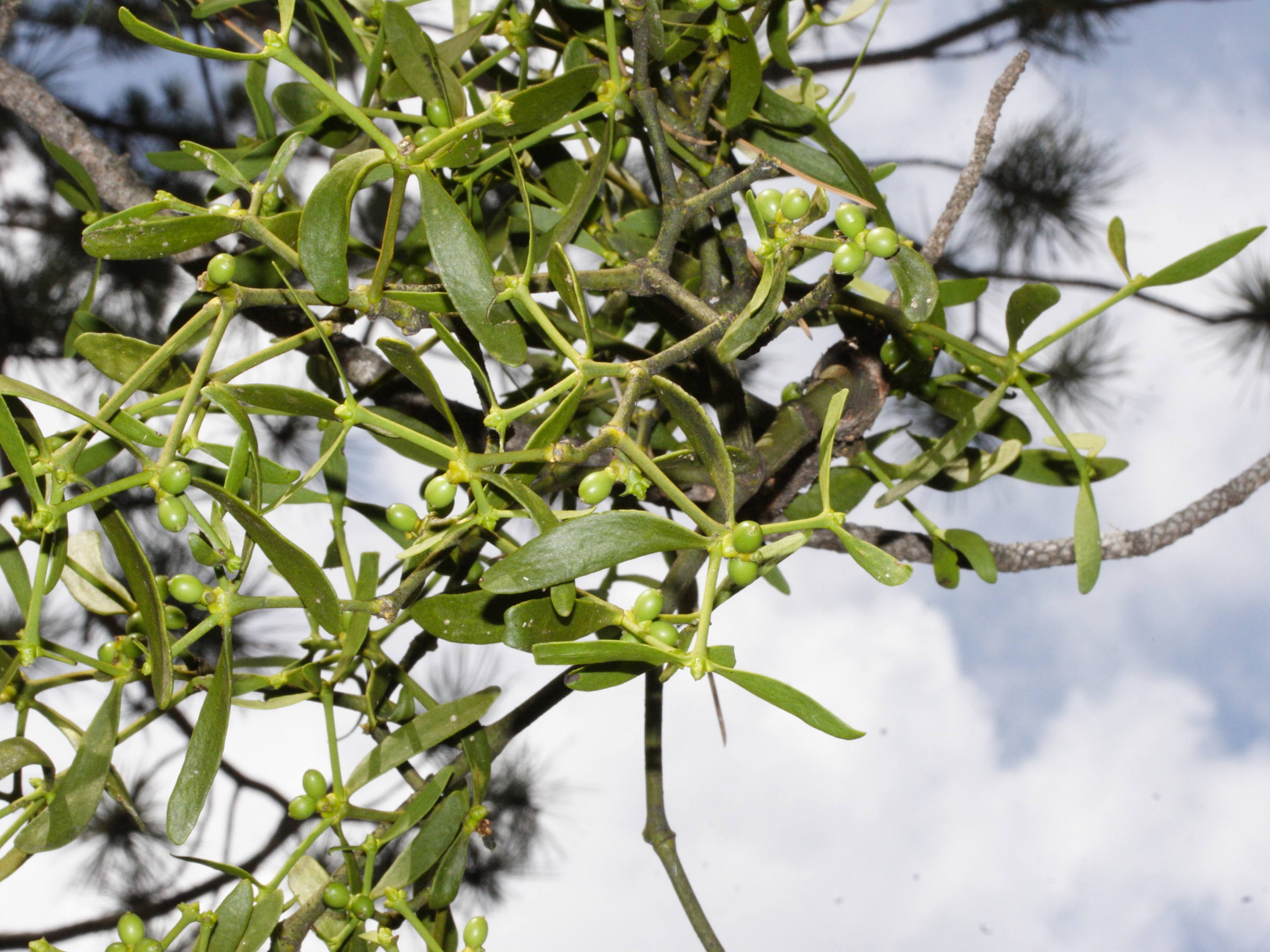 viscum_album_austriacum2md