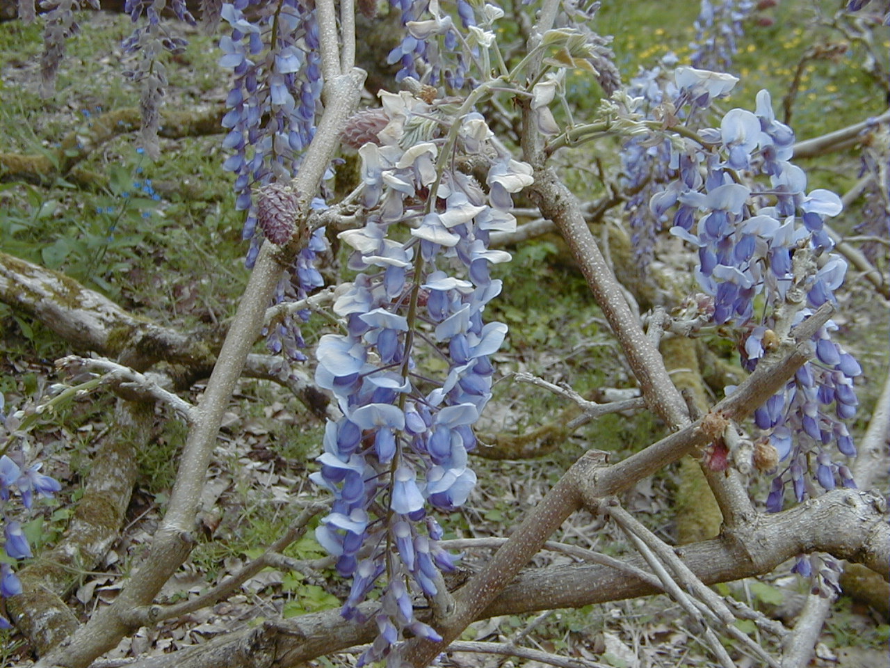 wisteria_sinensis2md