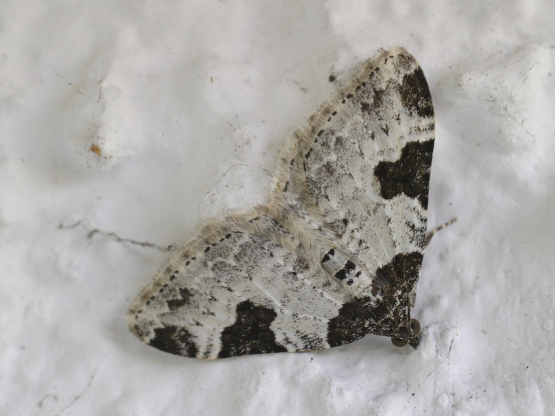 Afficher le média xanthorhoe_fluctuata3md xanthorhoe_fluctuata3md