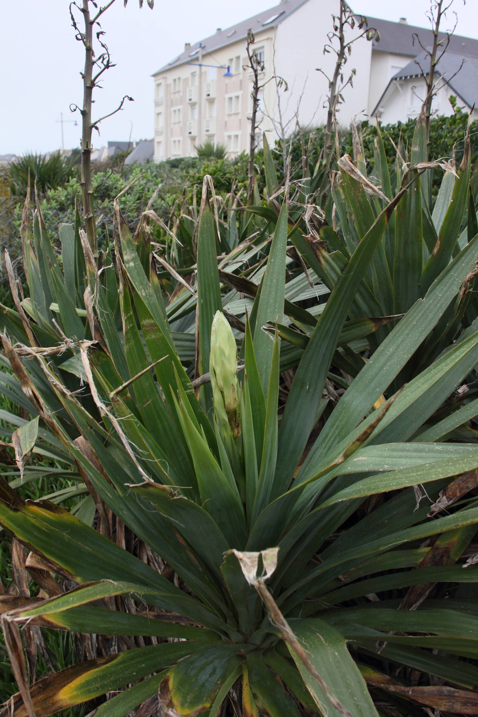 yucca_gloriosa4md
