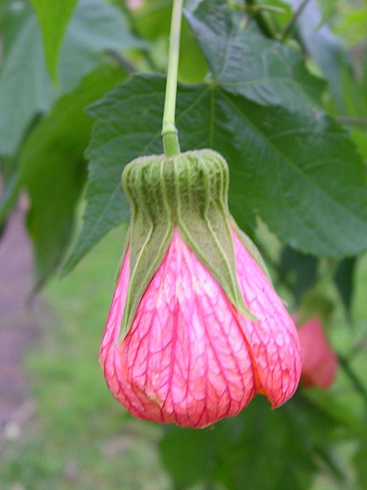 abutilon_striatum2md