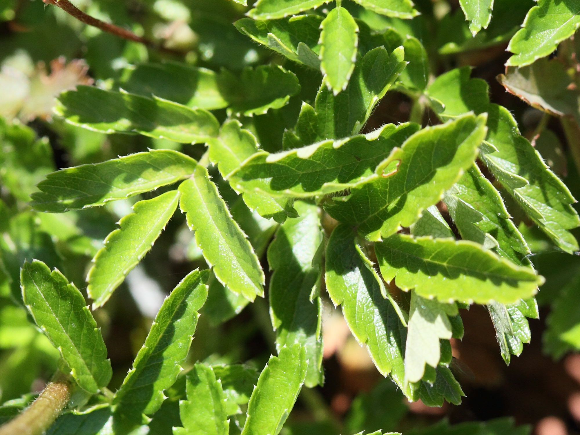 acaena_novae-zelandiae3bd