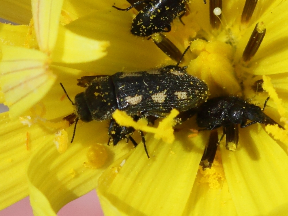 acmaeodera_bipuncta1bd