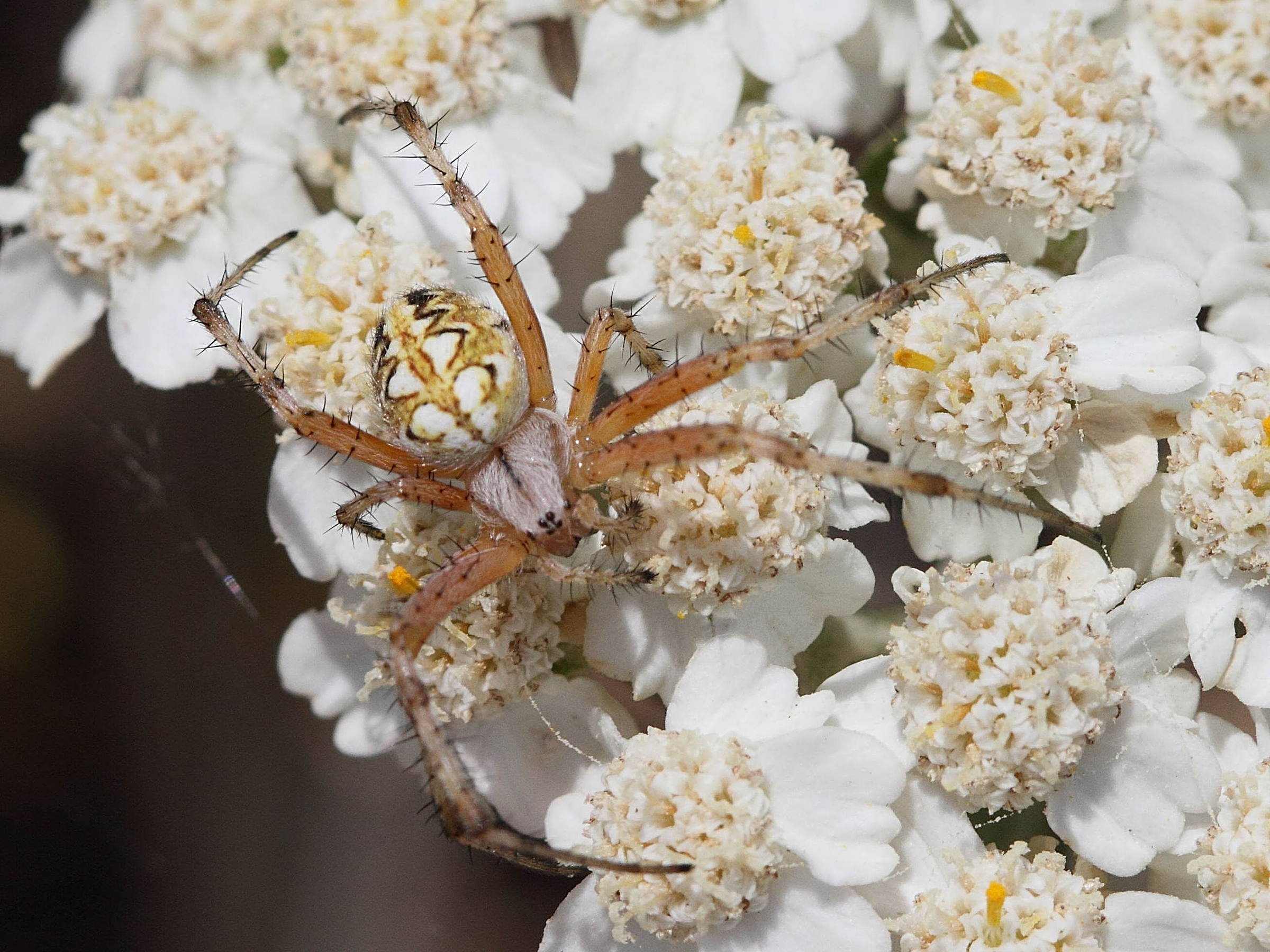 aculepeira_armida7bd