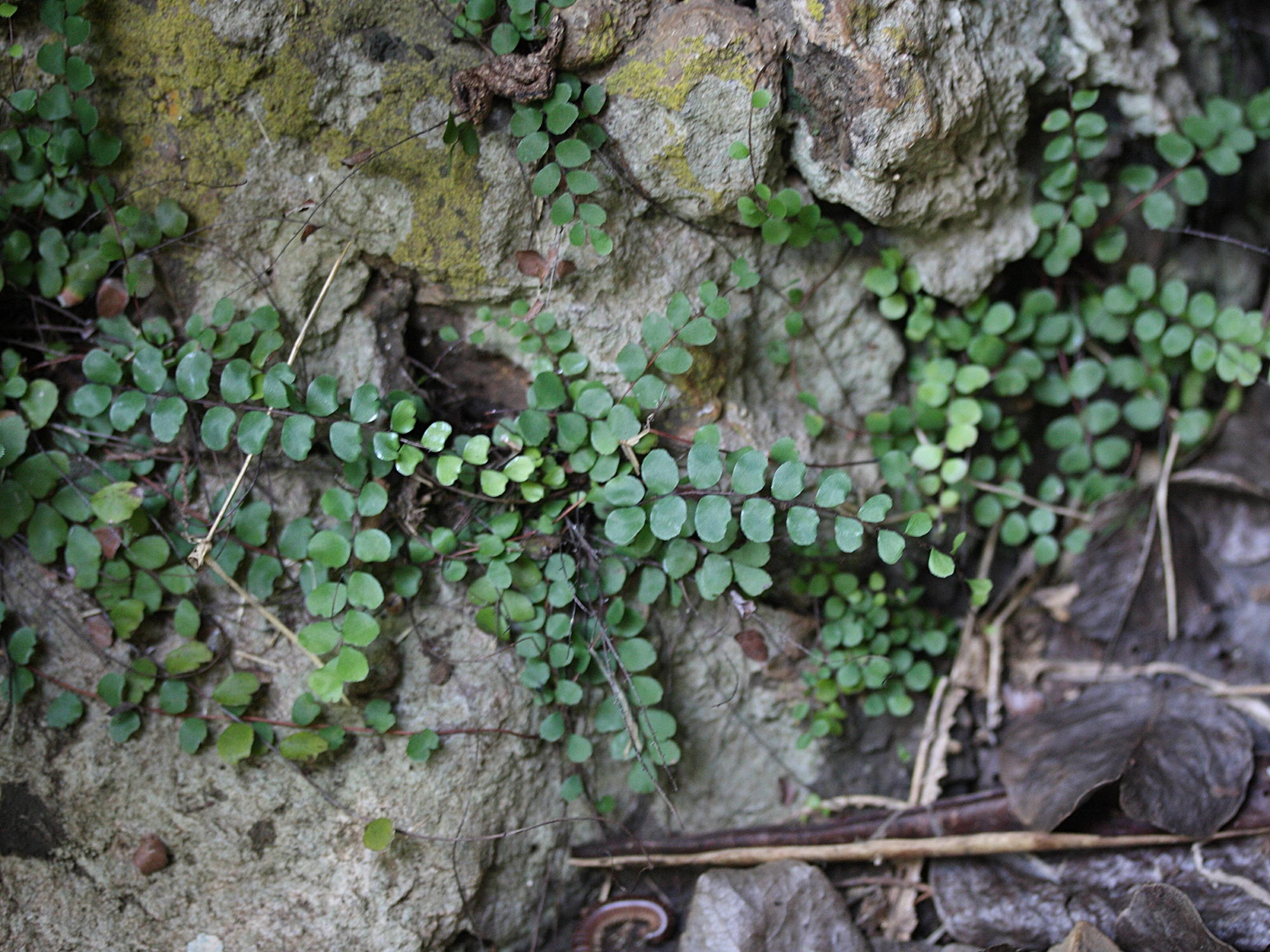 adiantum_rhizophorum1md