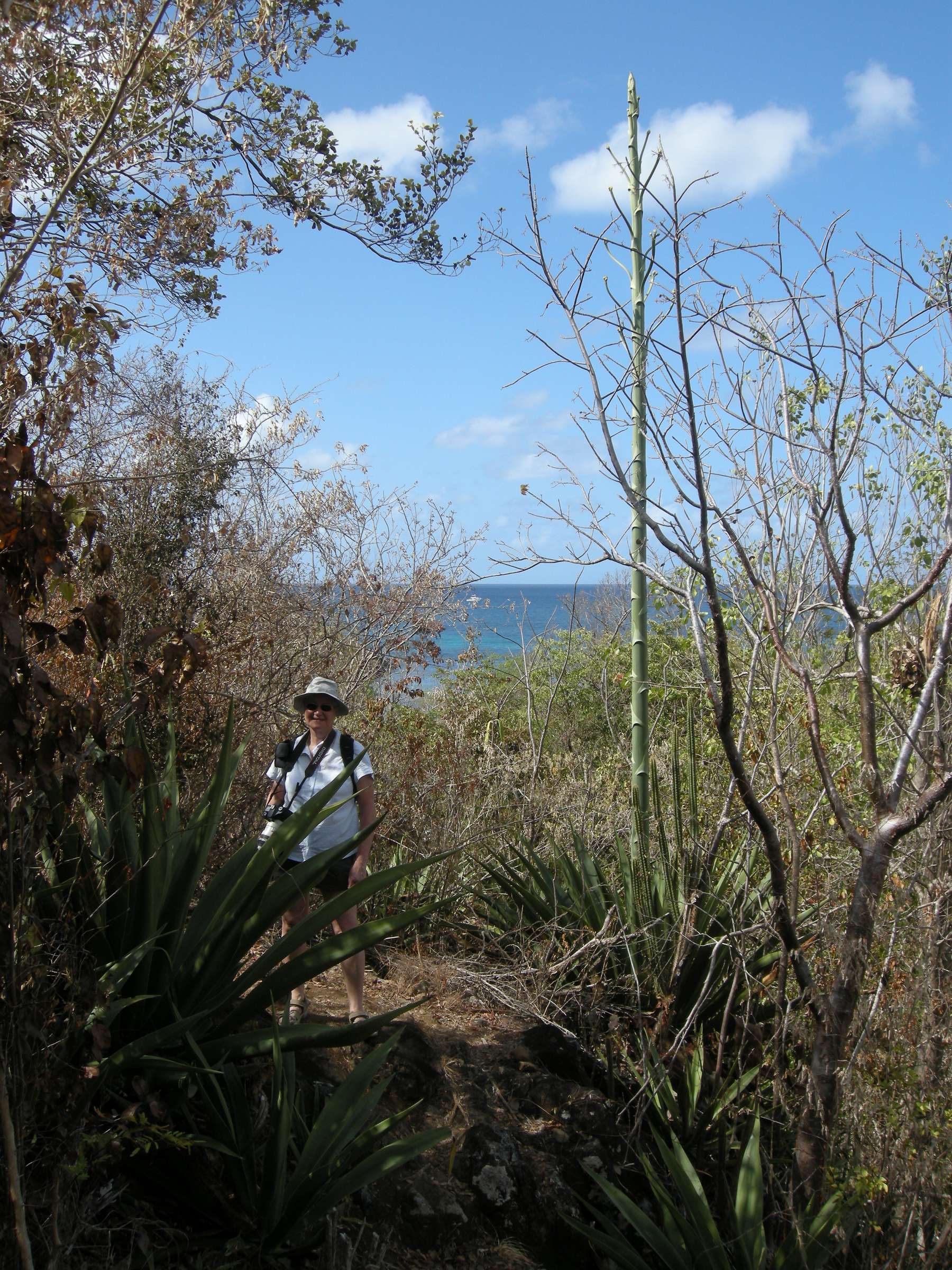 agave_caribaeicola1md