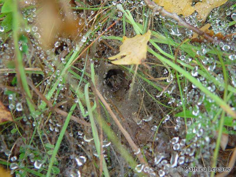 agelena_graciliens2ml