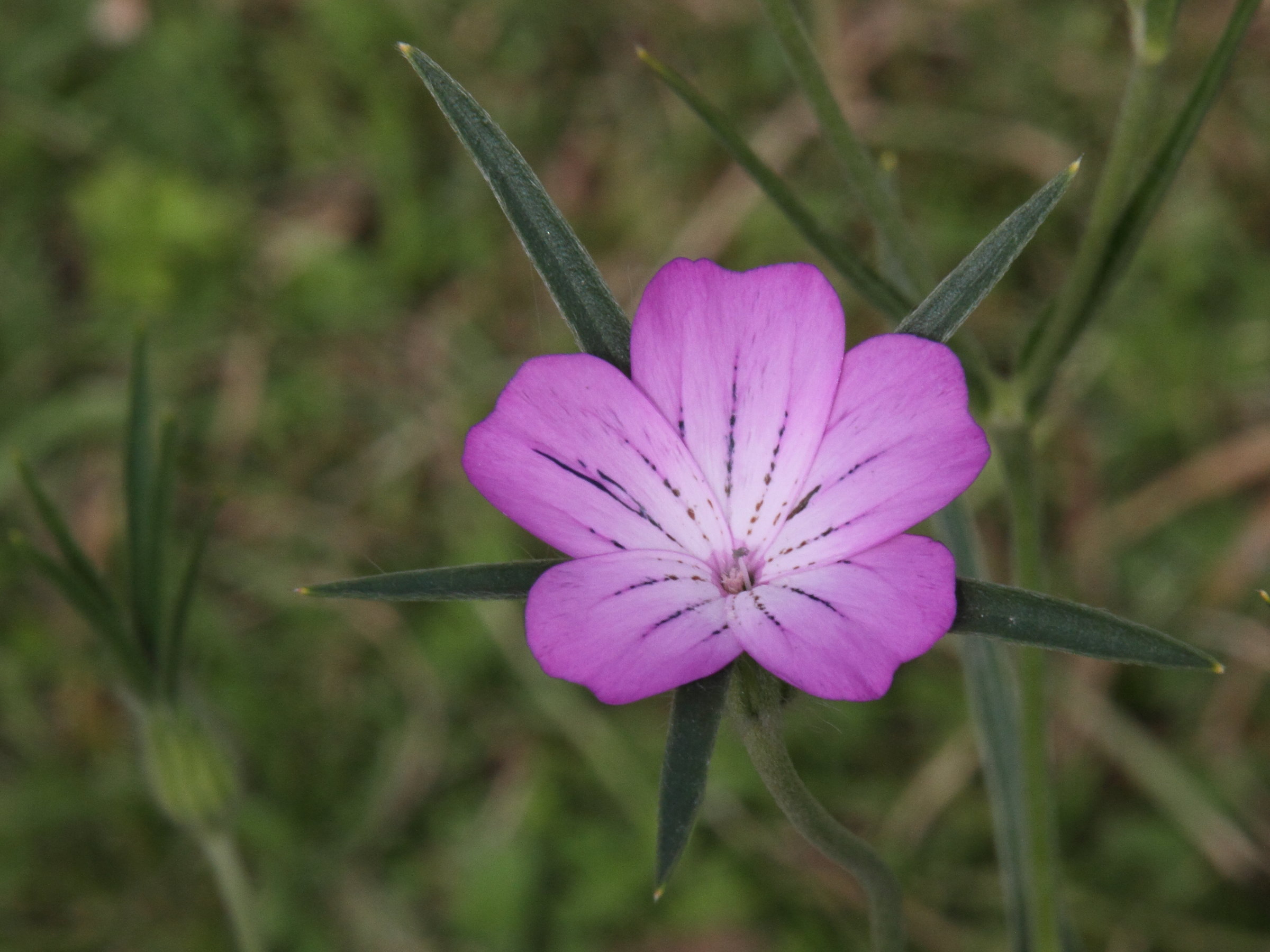 Afficher le média agrostemma_githago3md agrostemma_githago3md