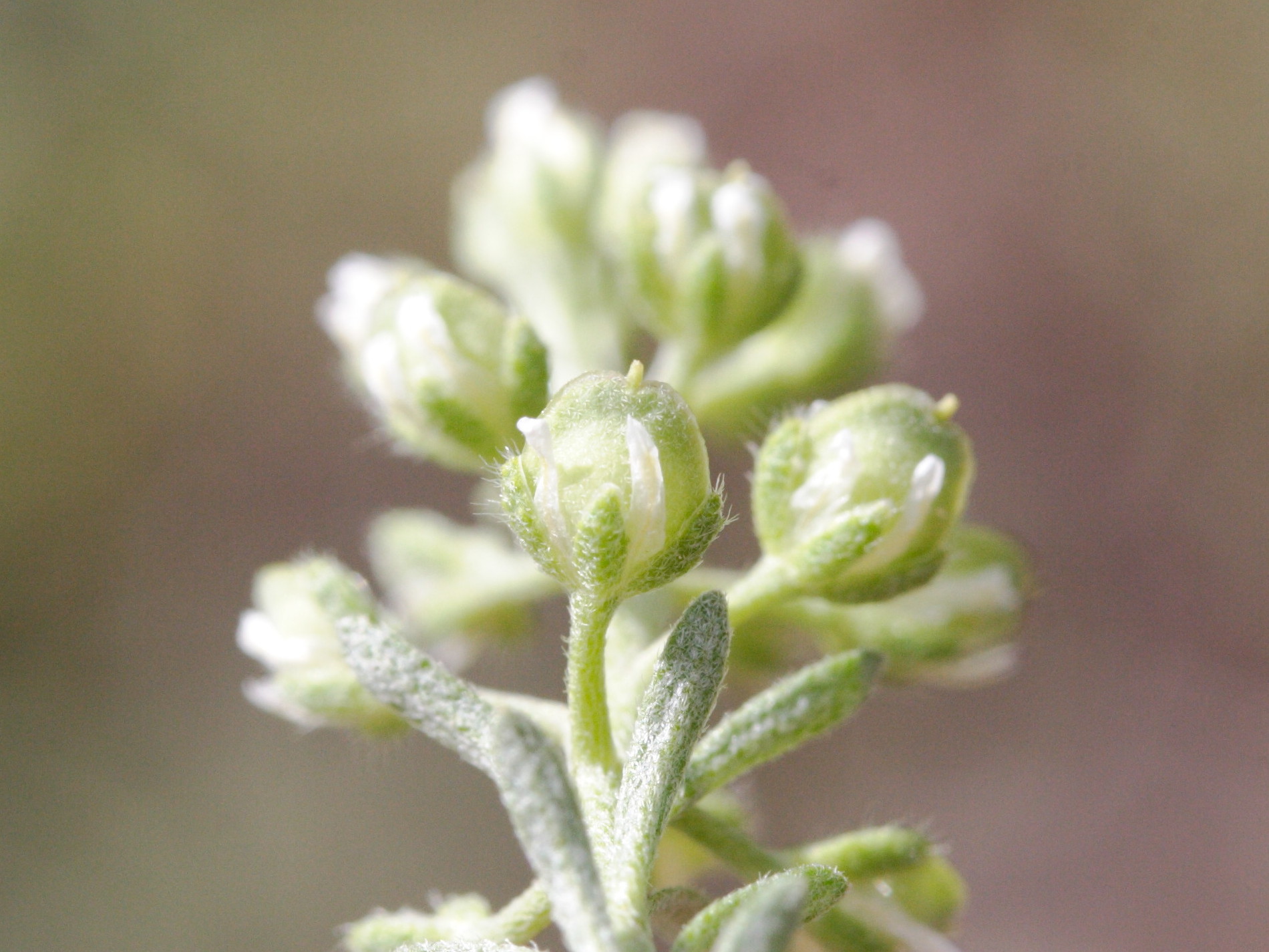 Afficher le média alyssum_alyssoides4md alyssum_alyssoides4md