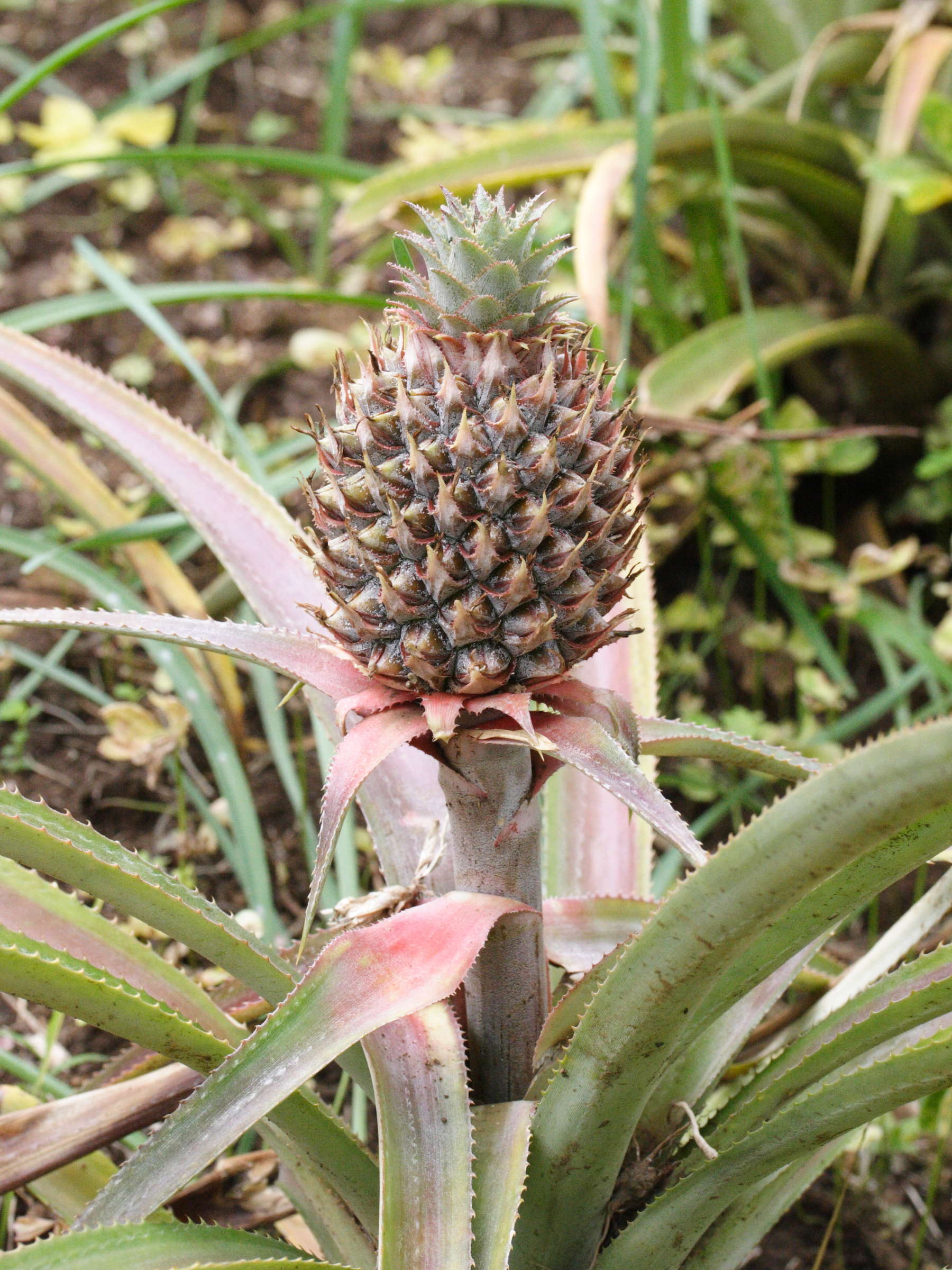 ananas_comosus3md