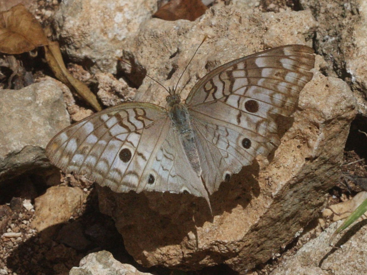 Anartia_jatrophae ssp. jatrophae
