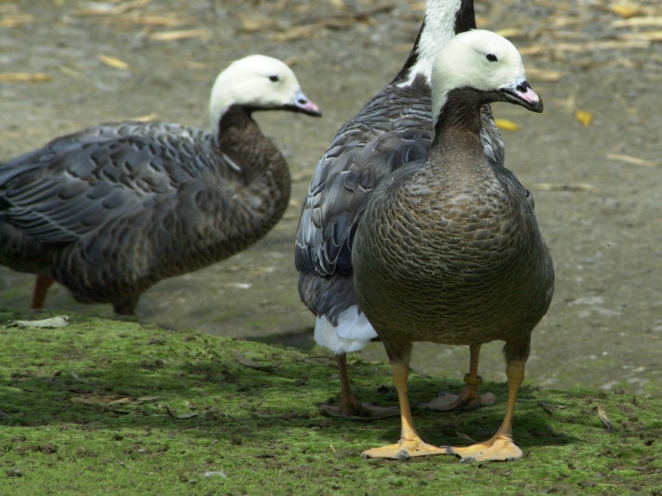 Anser_canagica