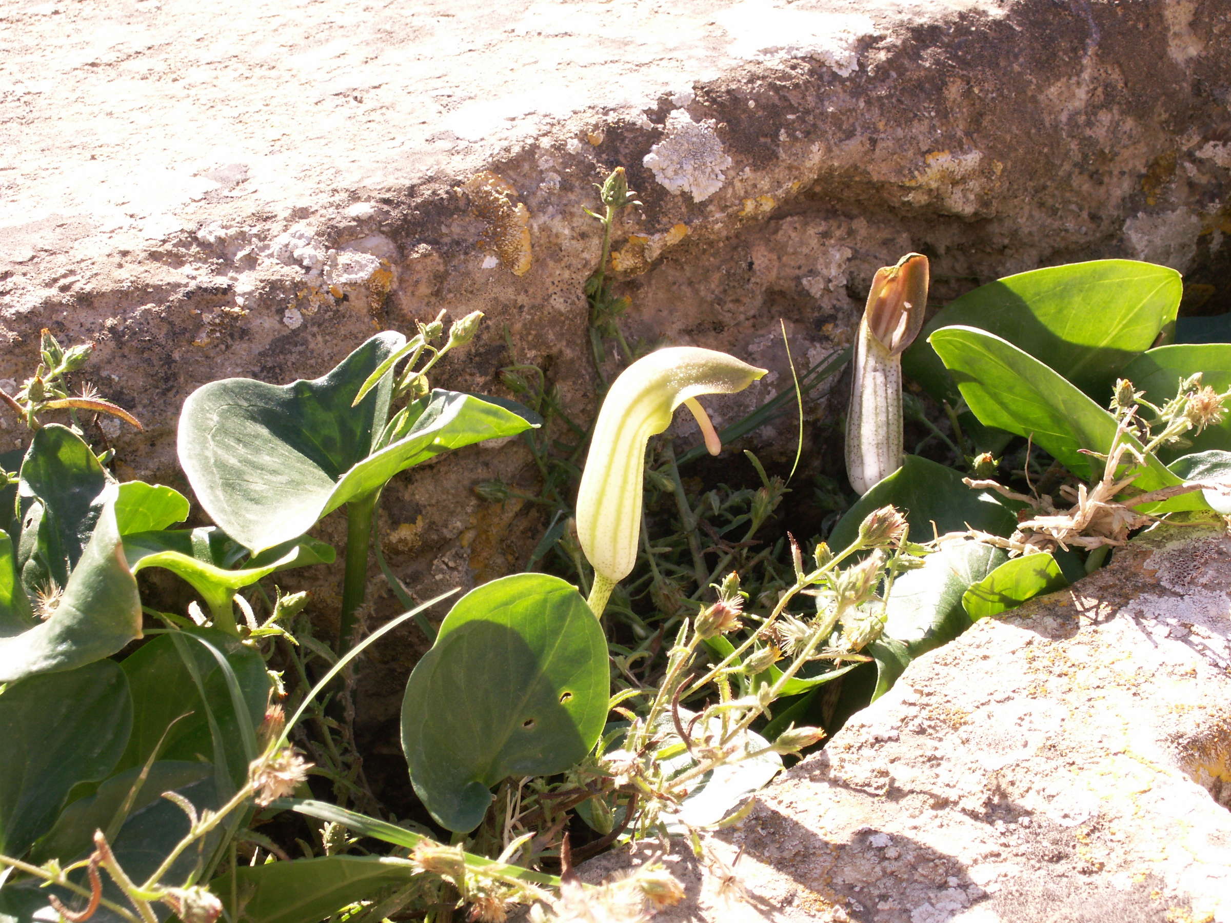 arisarum_vulgare3bd