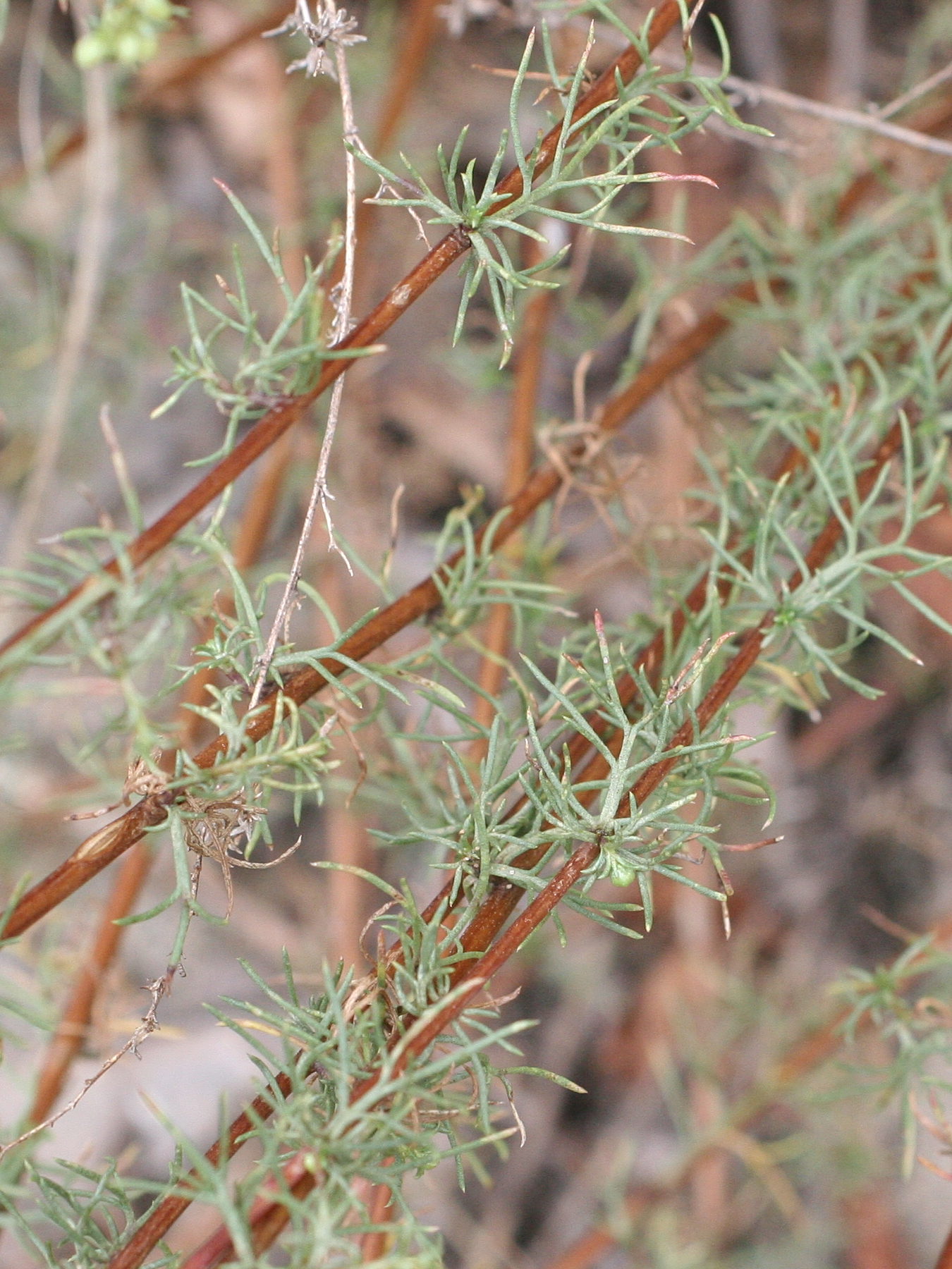 Afficher le média artemisia_campestris3md artemisia_campestris3md