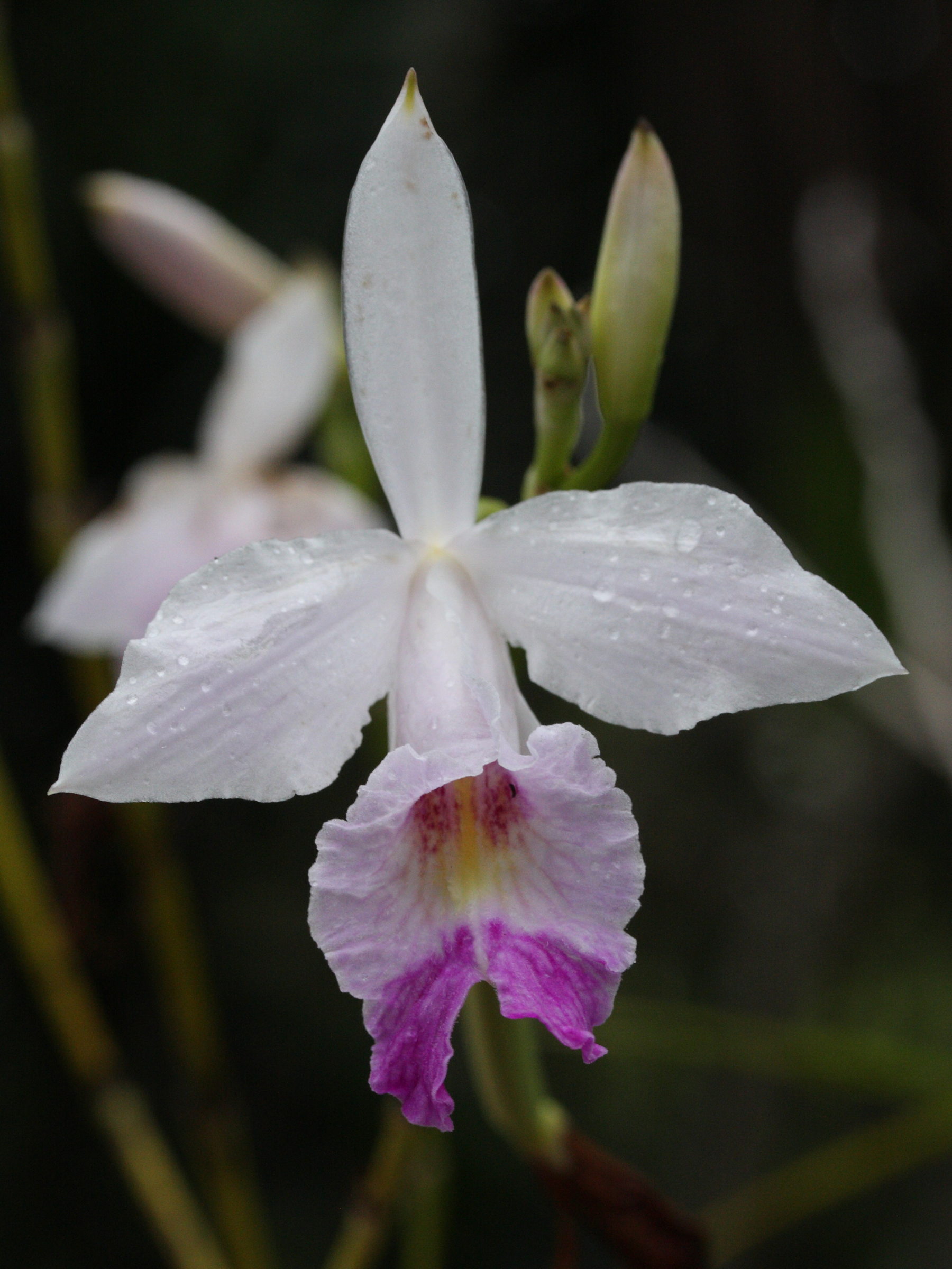 arundina_graminifolia3bd