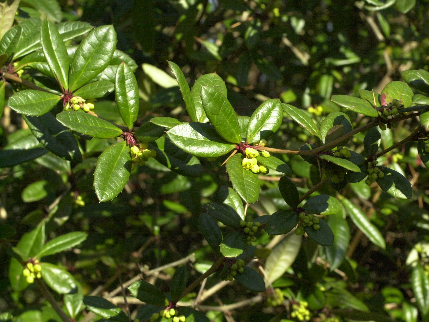 berberis_vulgaris1md