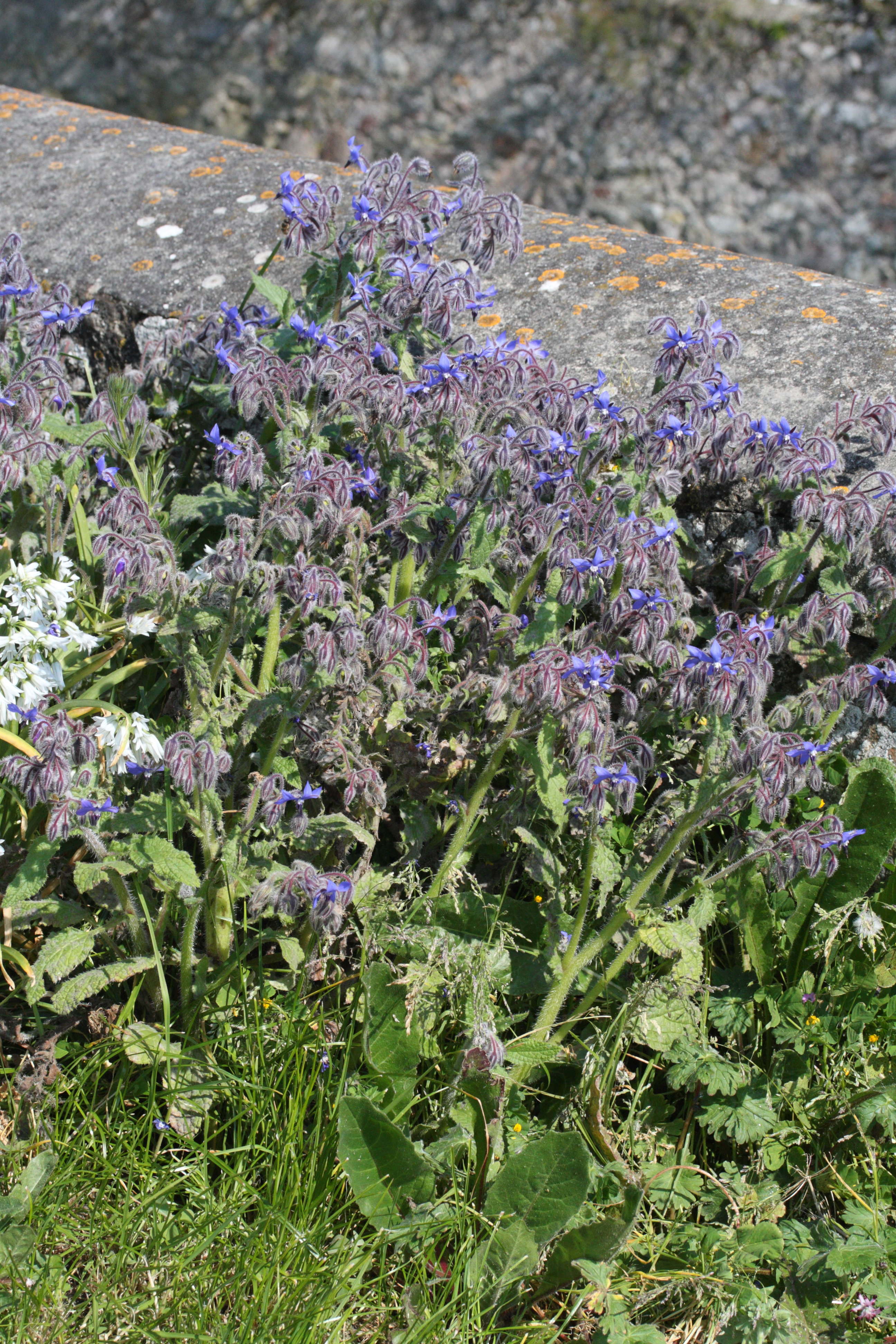 borago_officinalis1amd