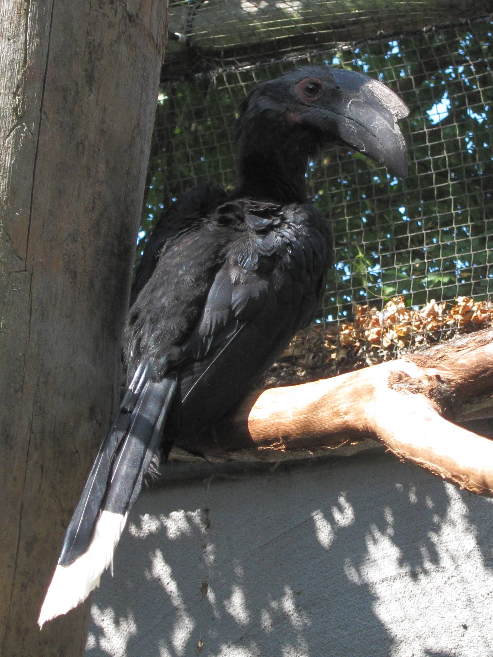 calao_charbonnier_-_anthracoceros_malayanus2bd