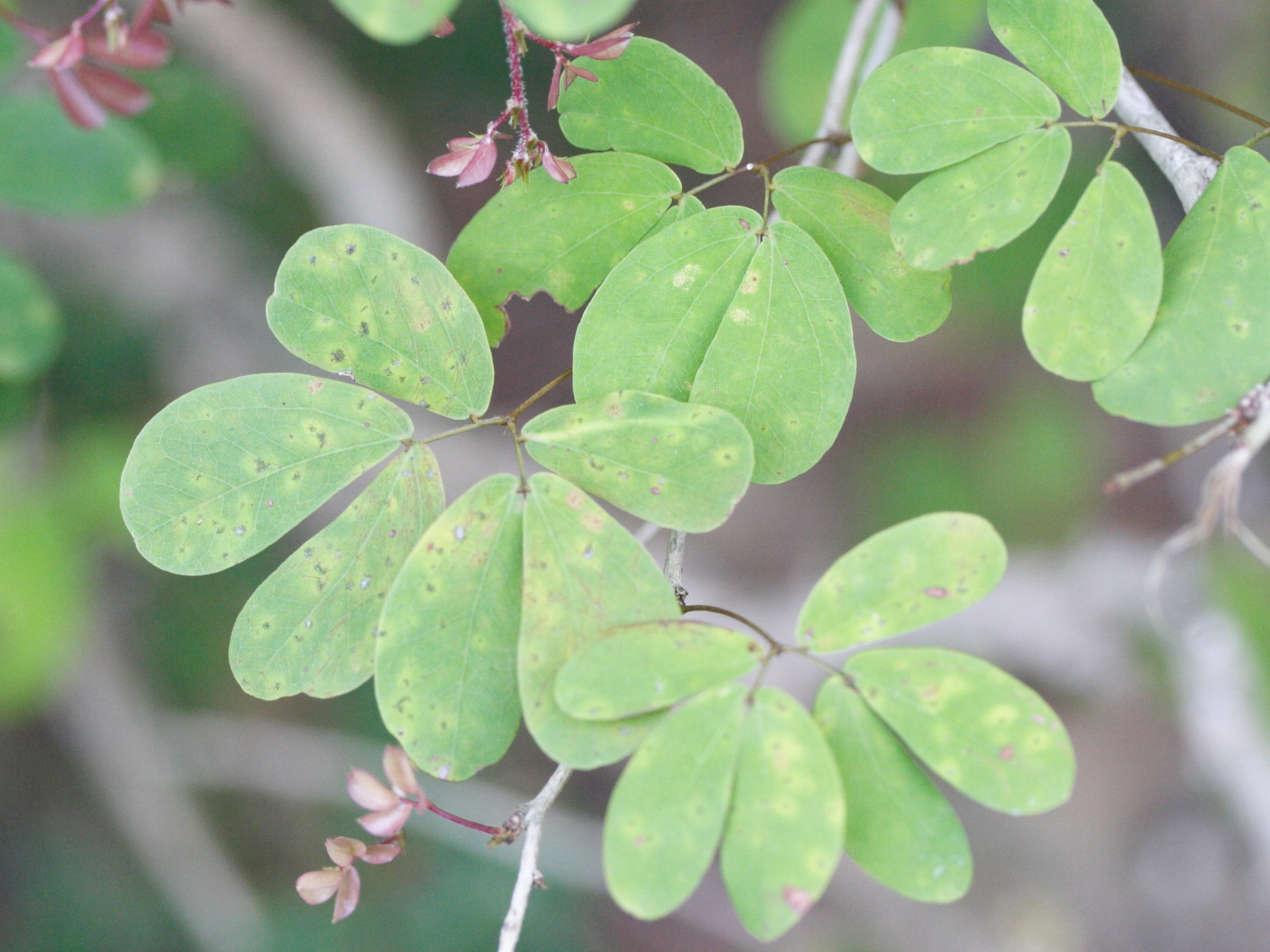 Afficher le média calliandra_tergemina2md calliandra_tergemina2md