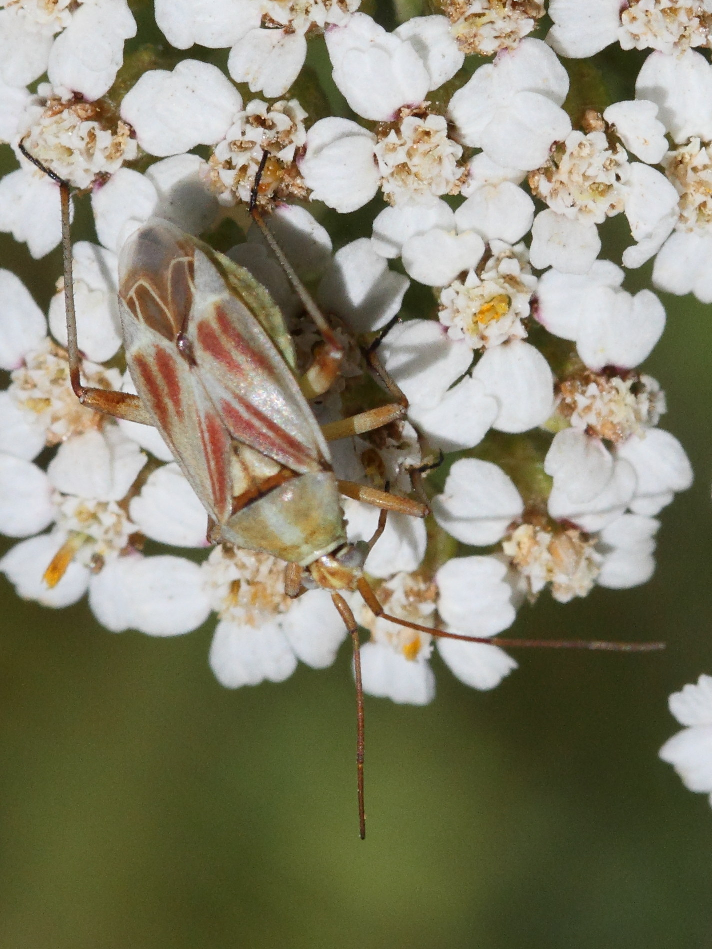calocoris_roseomaculatus3md