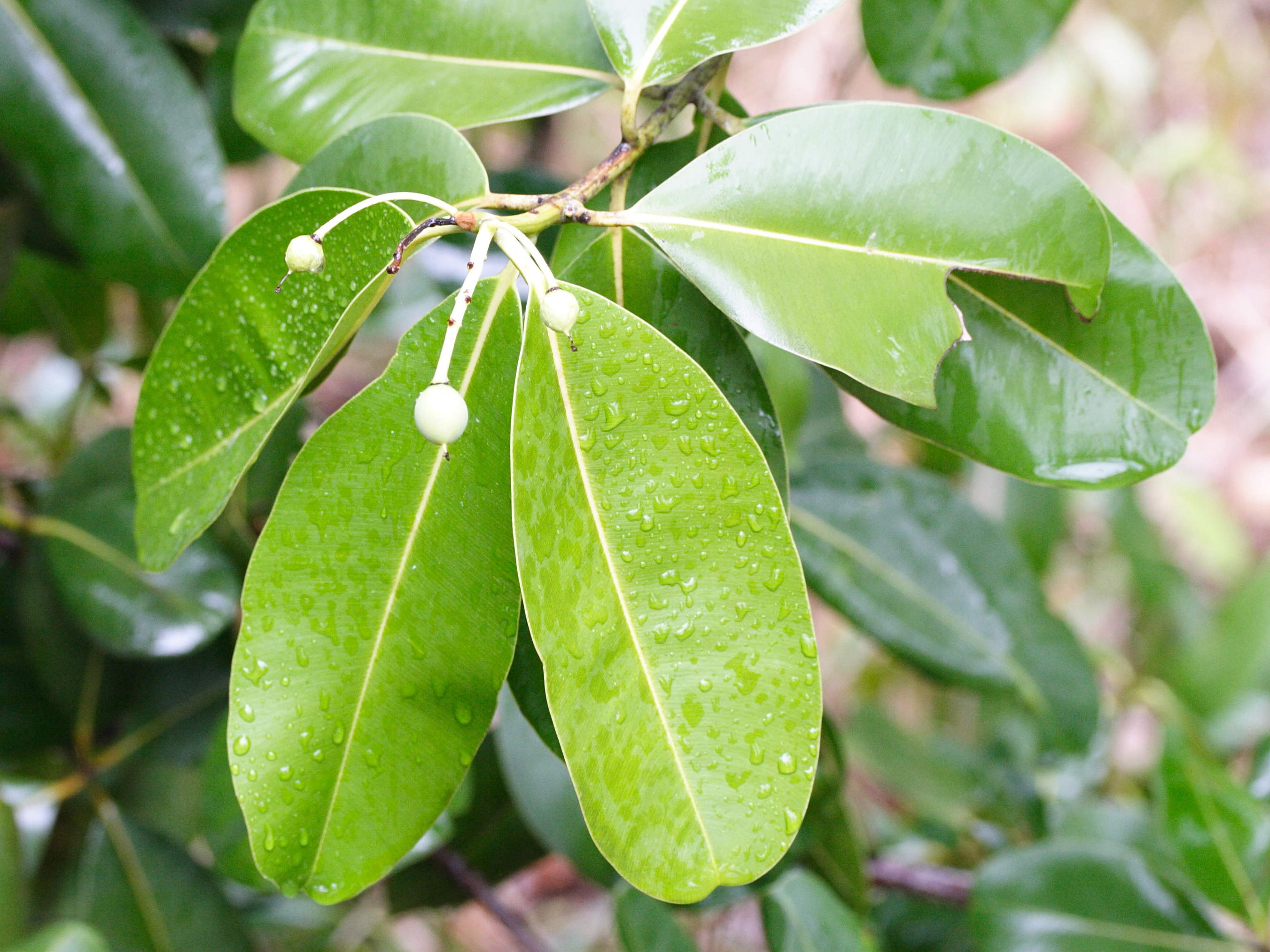 calophyllum_calaba4bmd