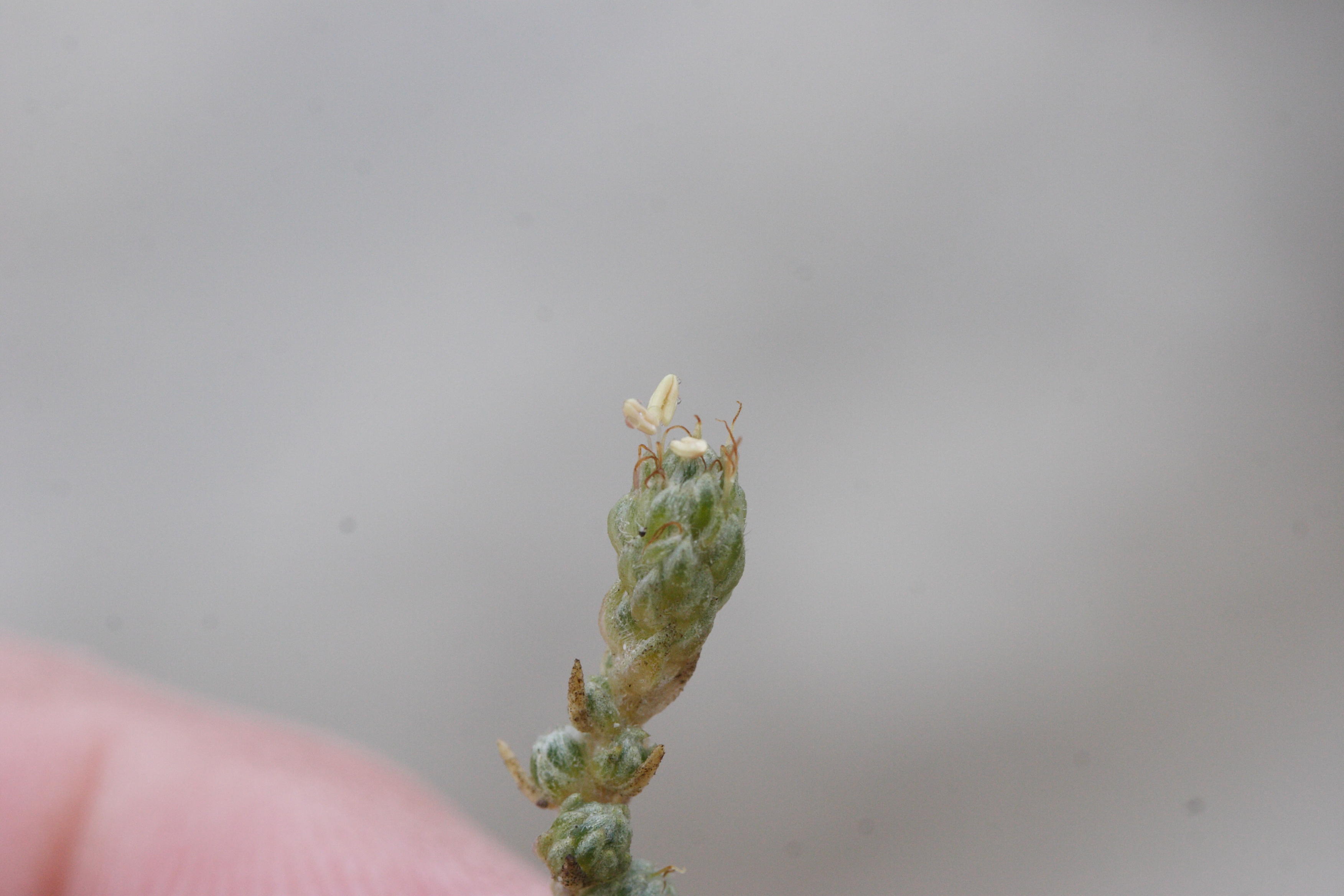 Afficher le média Camphorosma_monspeliaca Camphorosma_monspeliaca