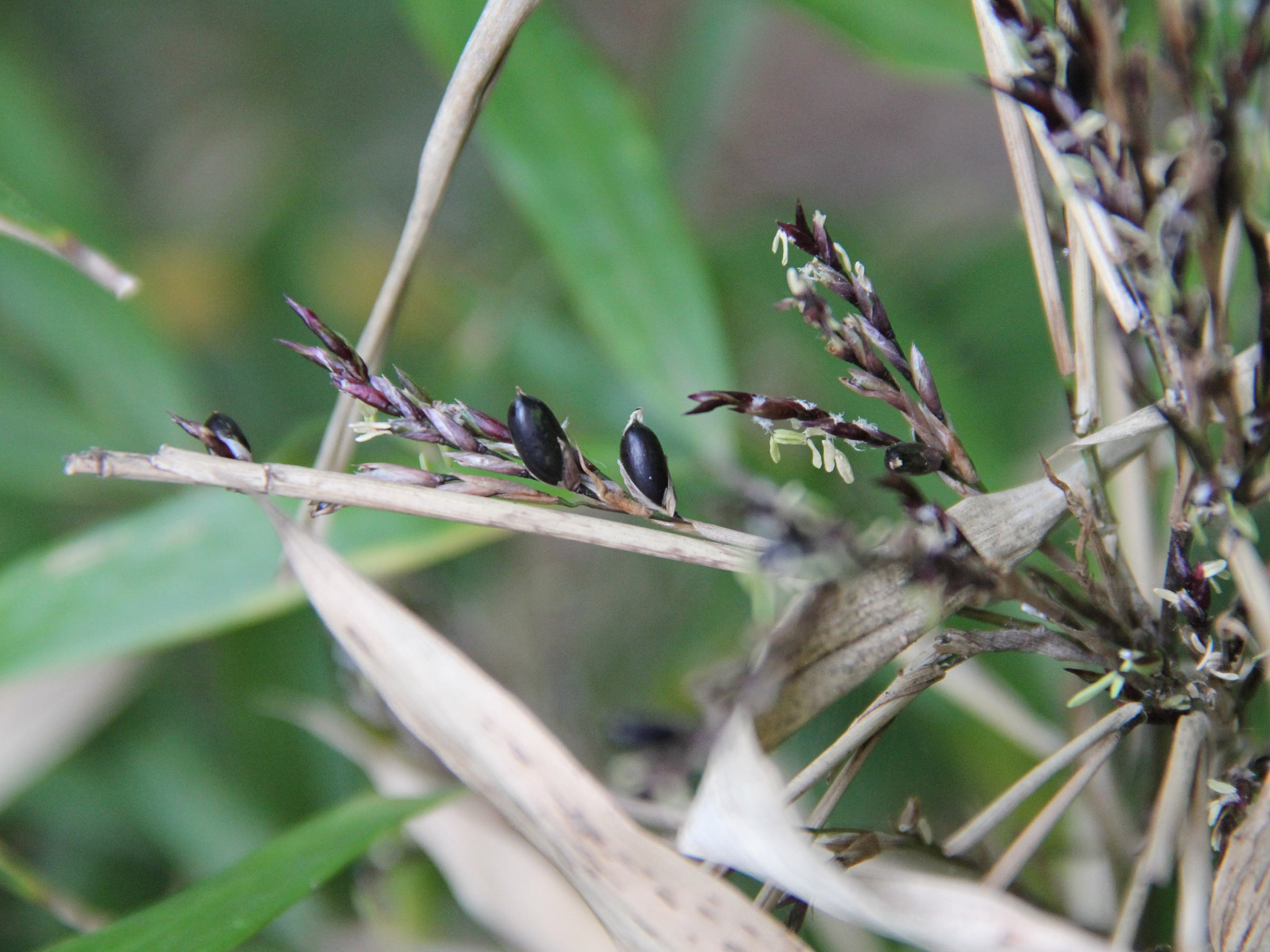 chimonobambusa_marmorea1ad