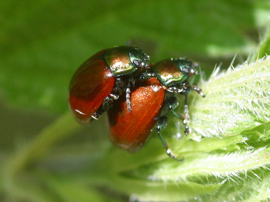 chrysolina_polita4bd