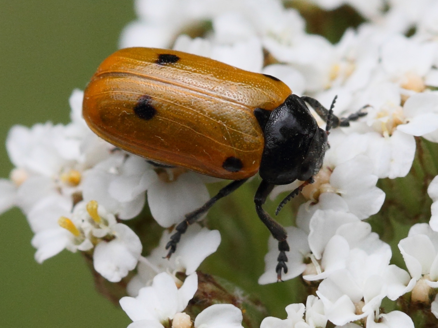 clytra_laeviuscula4bd