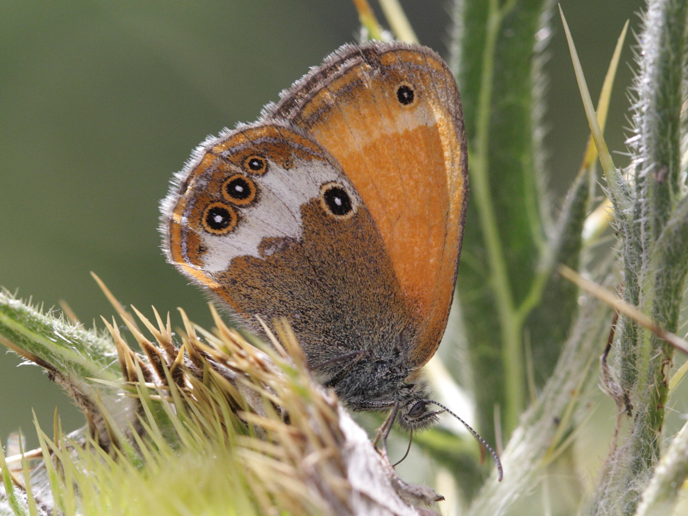 coenonympha_arcania2bd