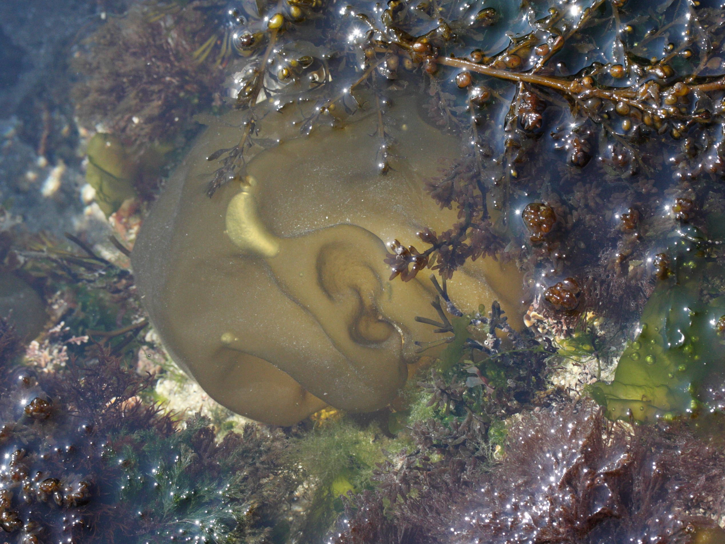 colpomenia_peregrina1md