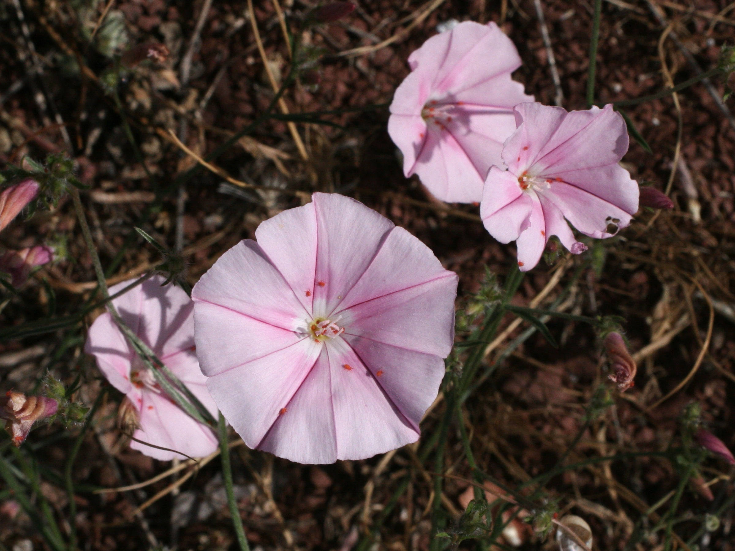 Afficher le média convolvulus_cantabricus3md convolvulus_cantabricus3md