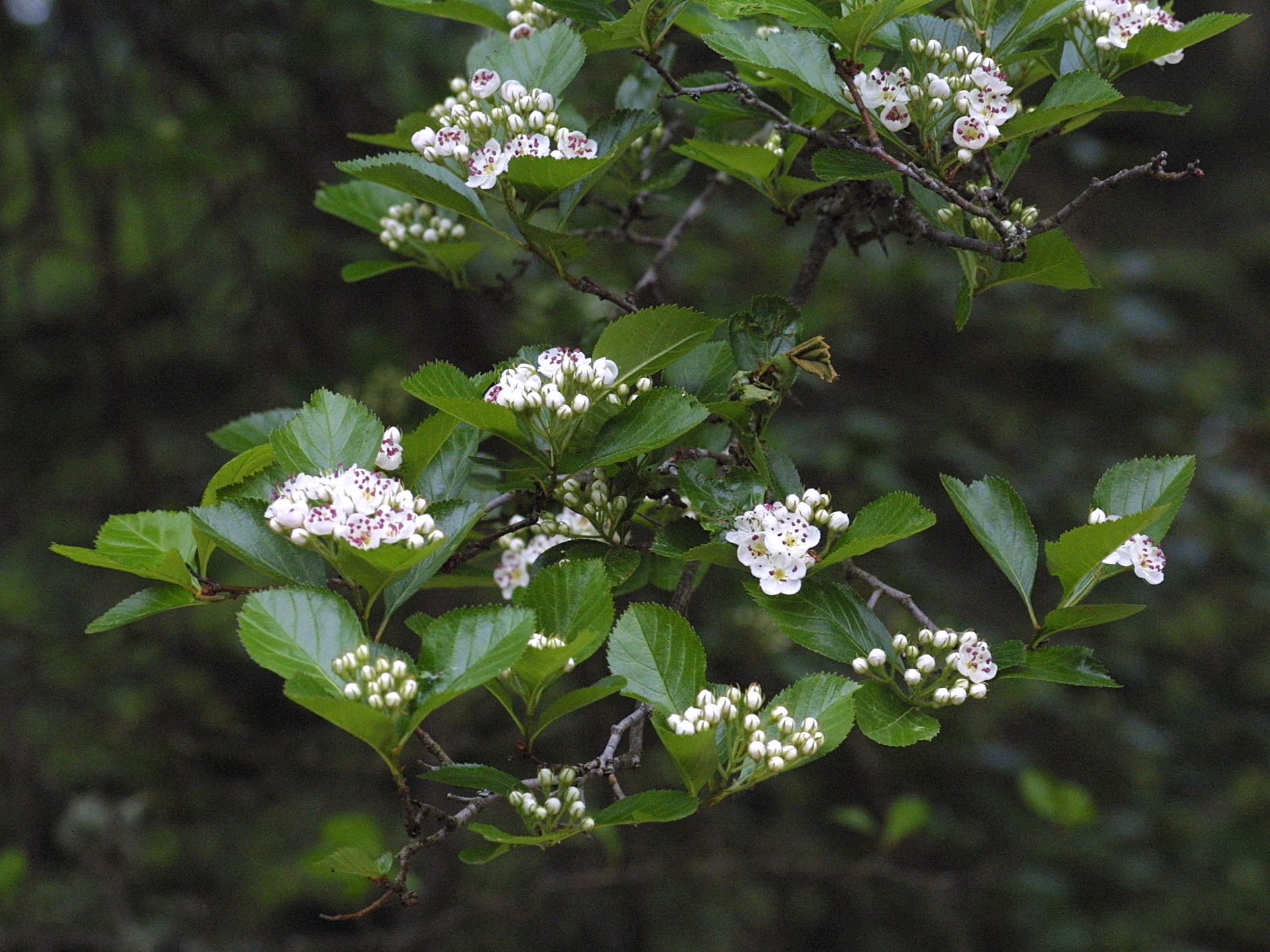 Crataegus_crus-galli