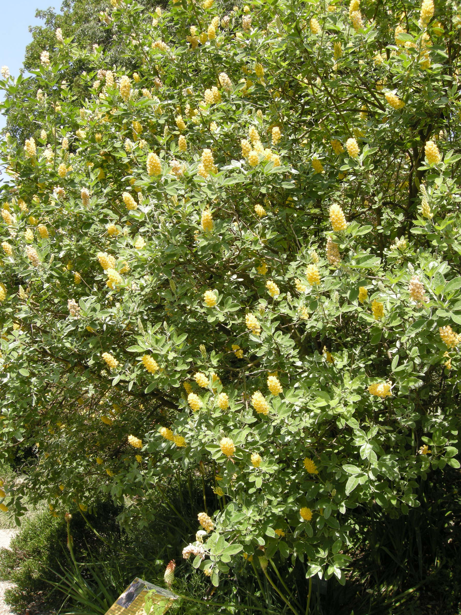 Afficher le média cytisus_battandieri3md cytisus_battandieri3md