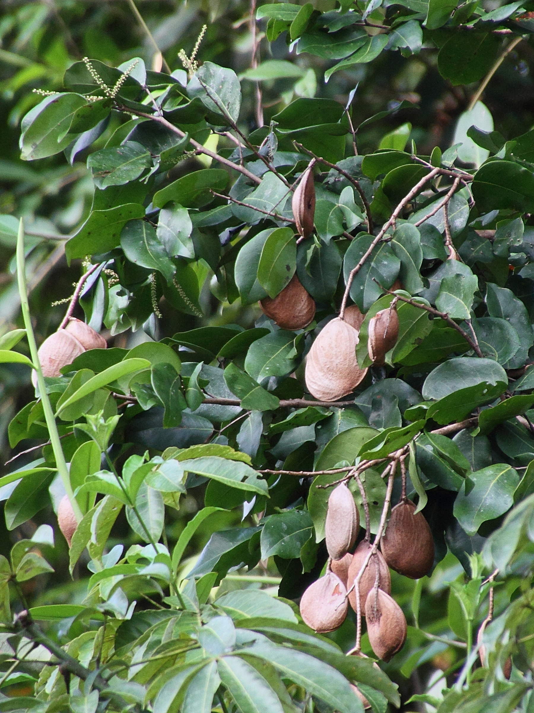 dalbergia_monetaria2md