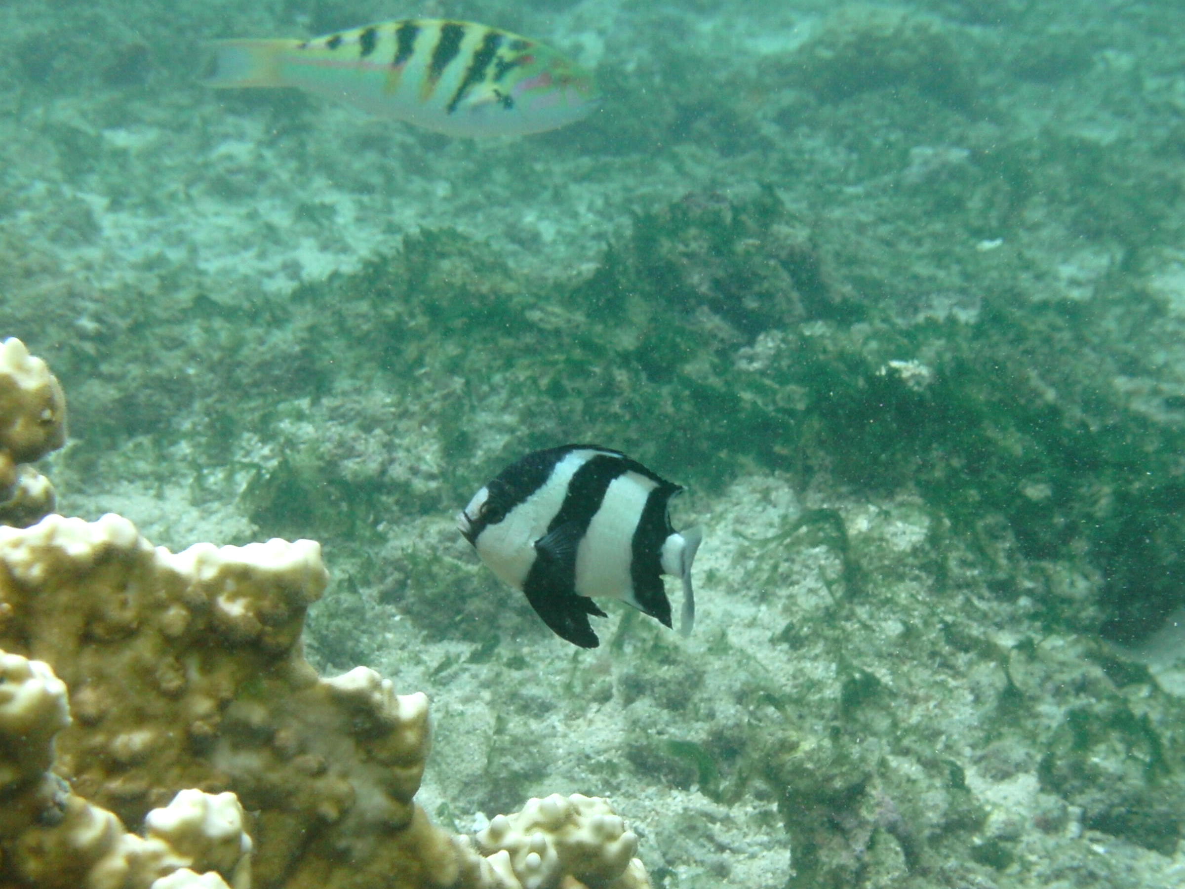 Afficher le média Dascyllus_aruanus Dascyllus_aruanus