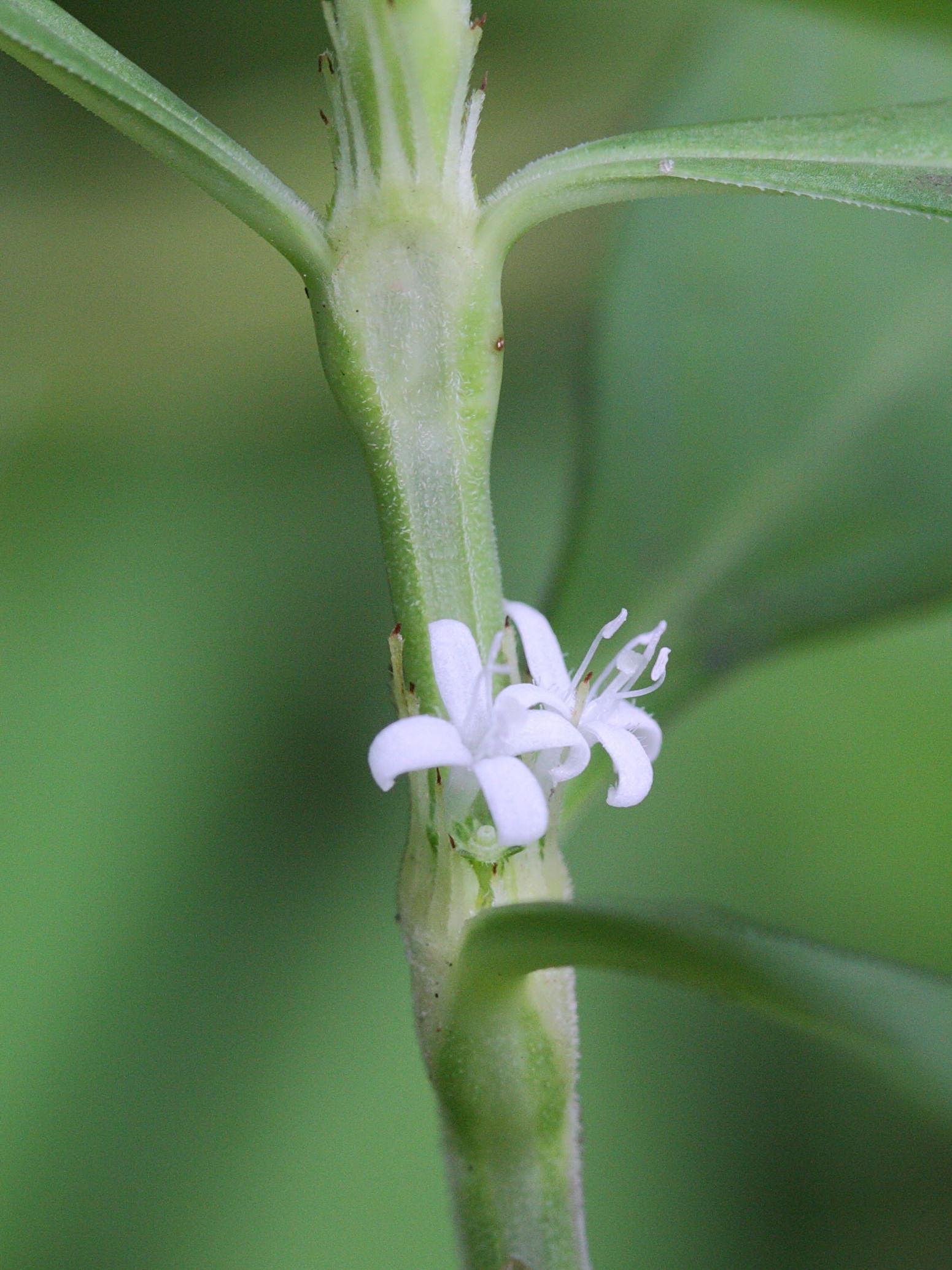 diodia_ocymifolia6md