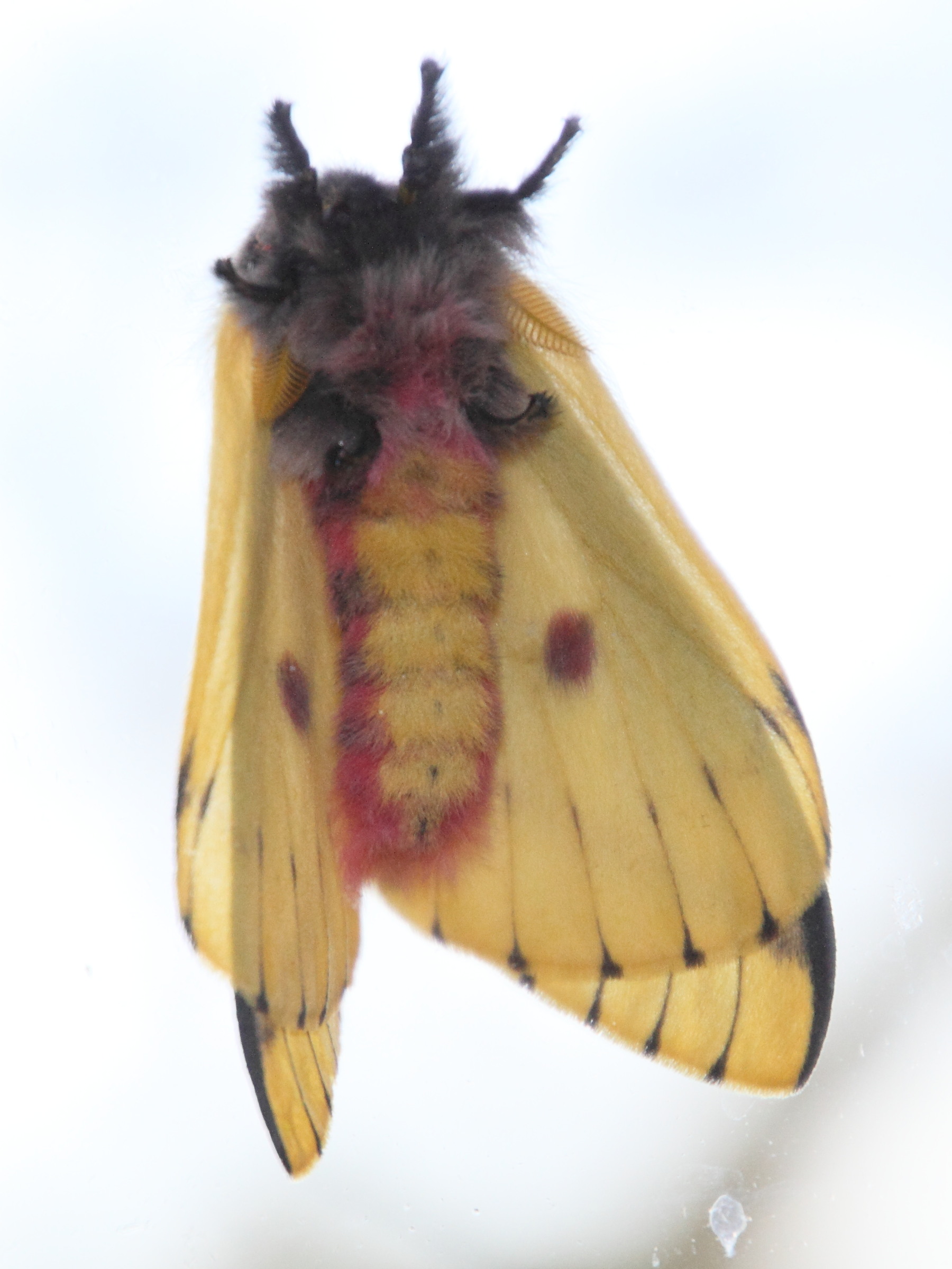 eacles_imperialis_decoris1md