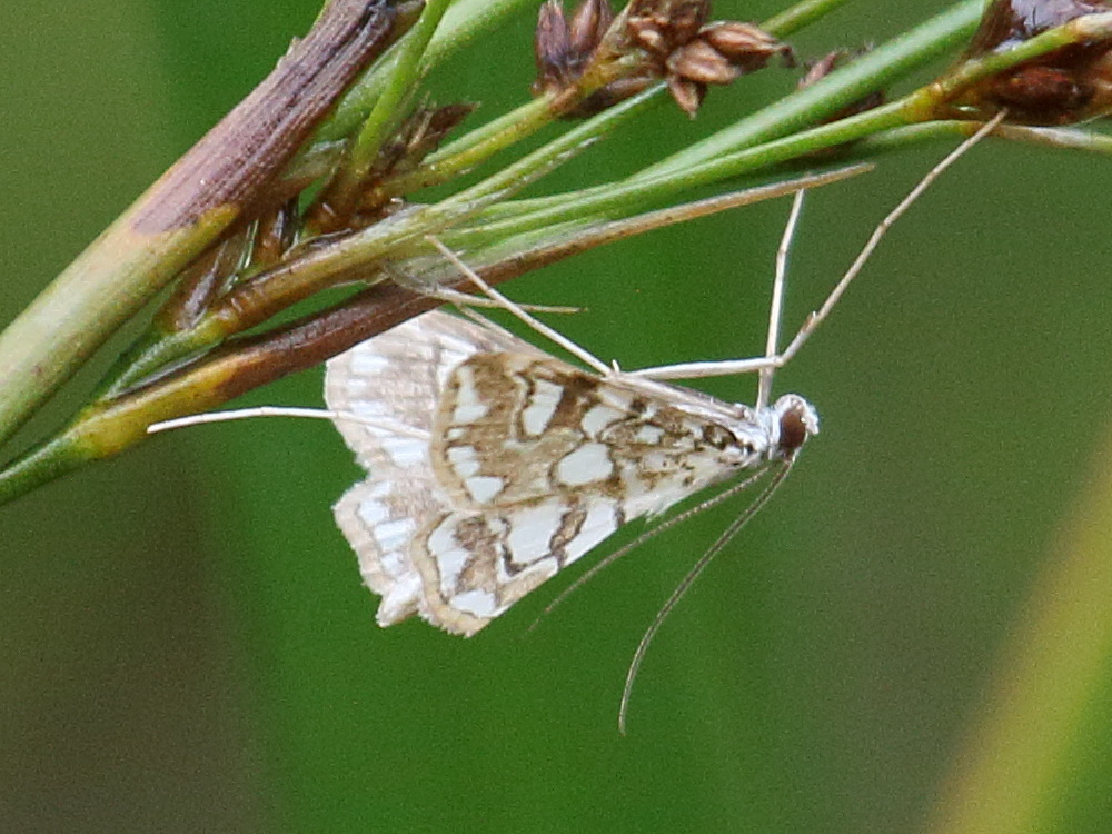 Afficher le média elophila_nymphaeata1bd elophila_nymphaeata1bd