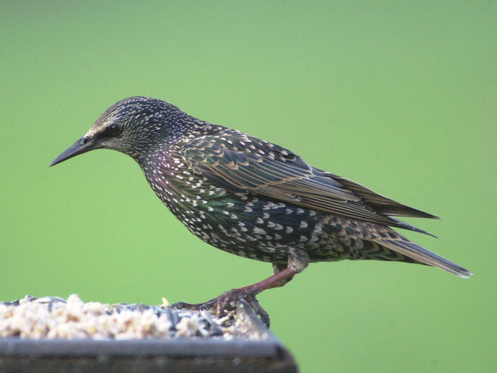 etourneau_sansonnet_-_sturnus_vulgaris2bd