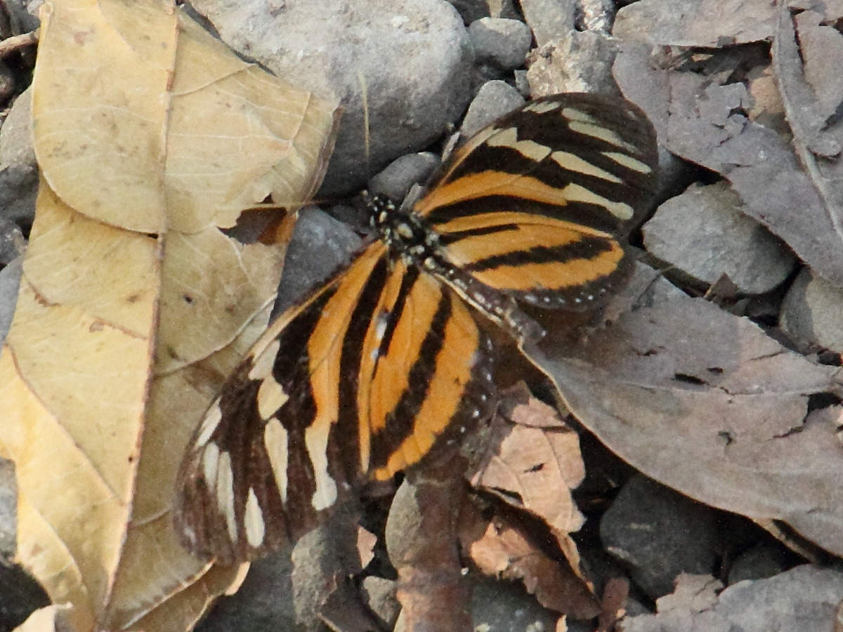 Afficher le média eueides_isabella_eva2md eueides_isabella_eva2md