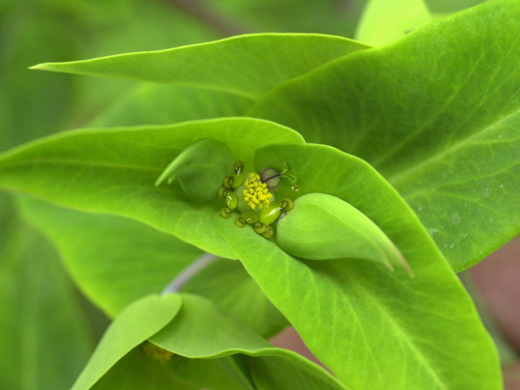 Afficher le média euphorbia_lathyris3md euphorbia_lathyris3md
