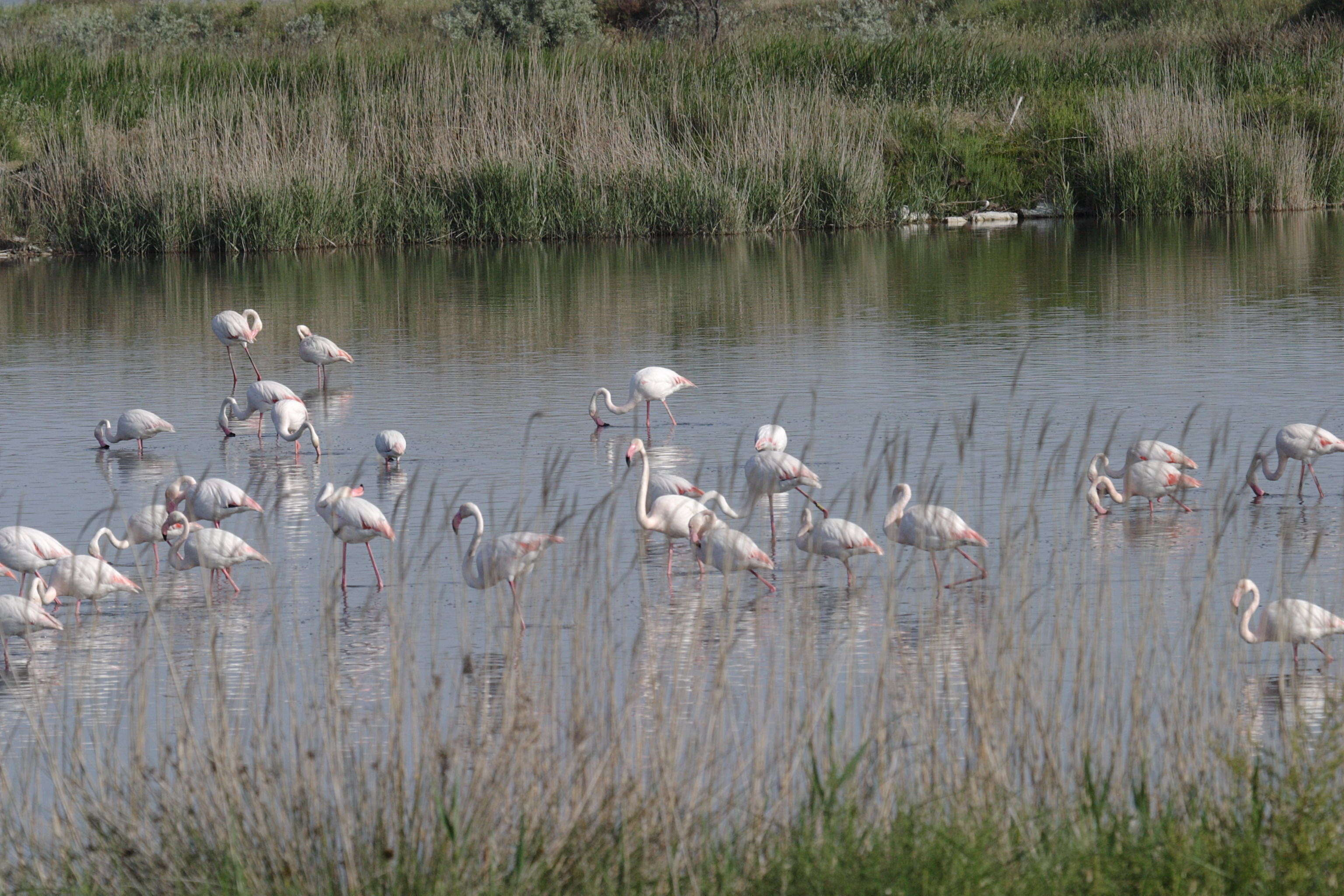 Afficher le média flamant_rose_-_phoenicopterus_roseus5bd flamant_rose_-_phoenicopterus_roseus5bd