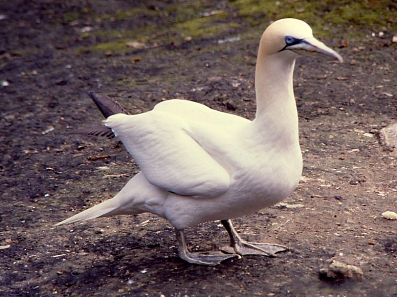 fou_de_bassan_-_morus_bassanus2md