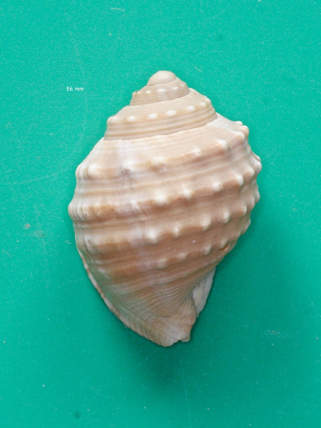 galeodea_echinophora1md